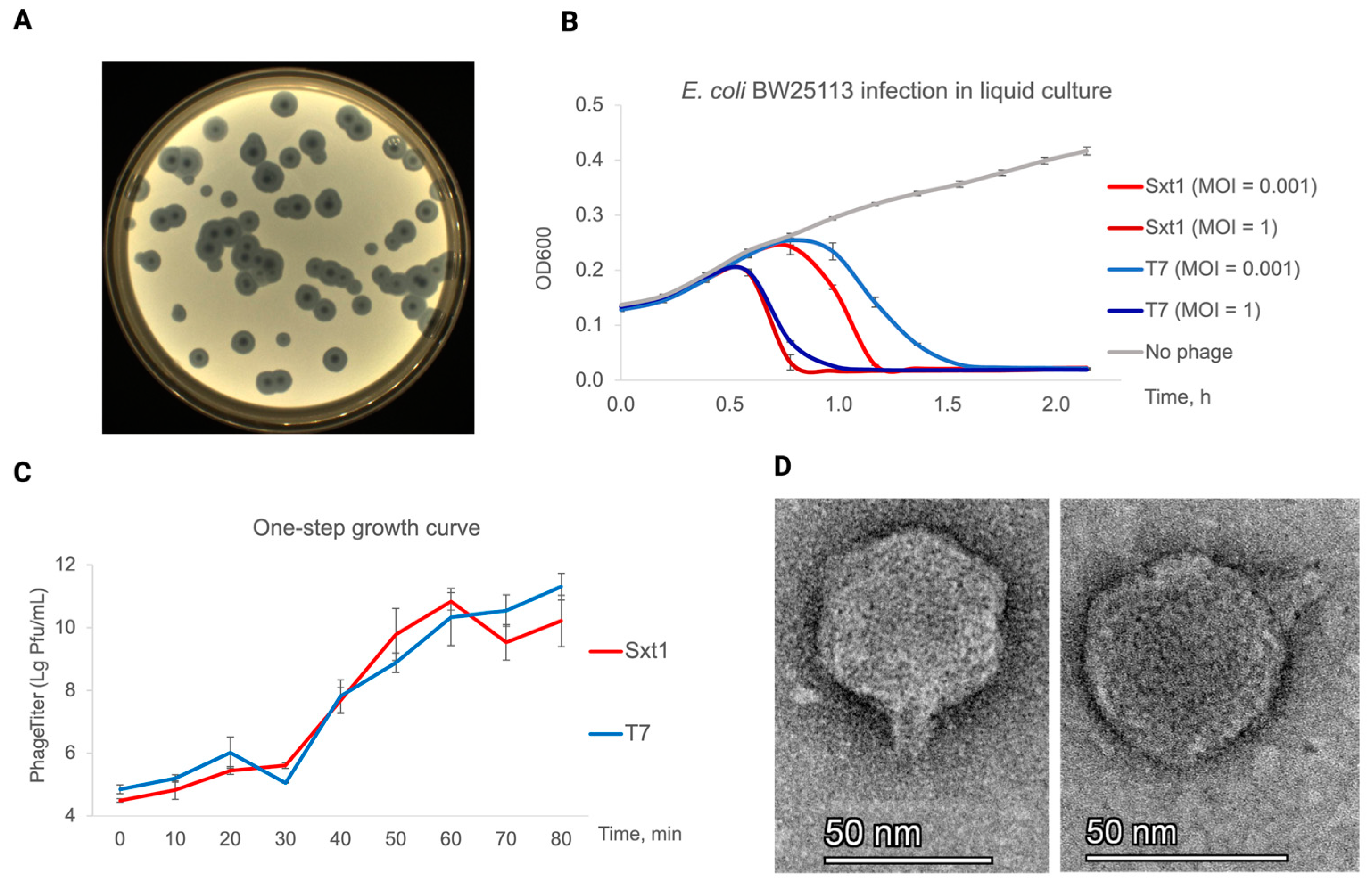 Viruses 16 01905 g001