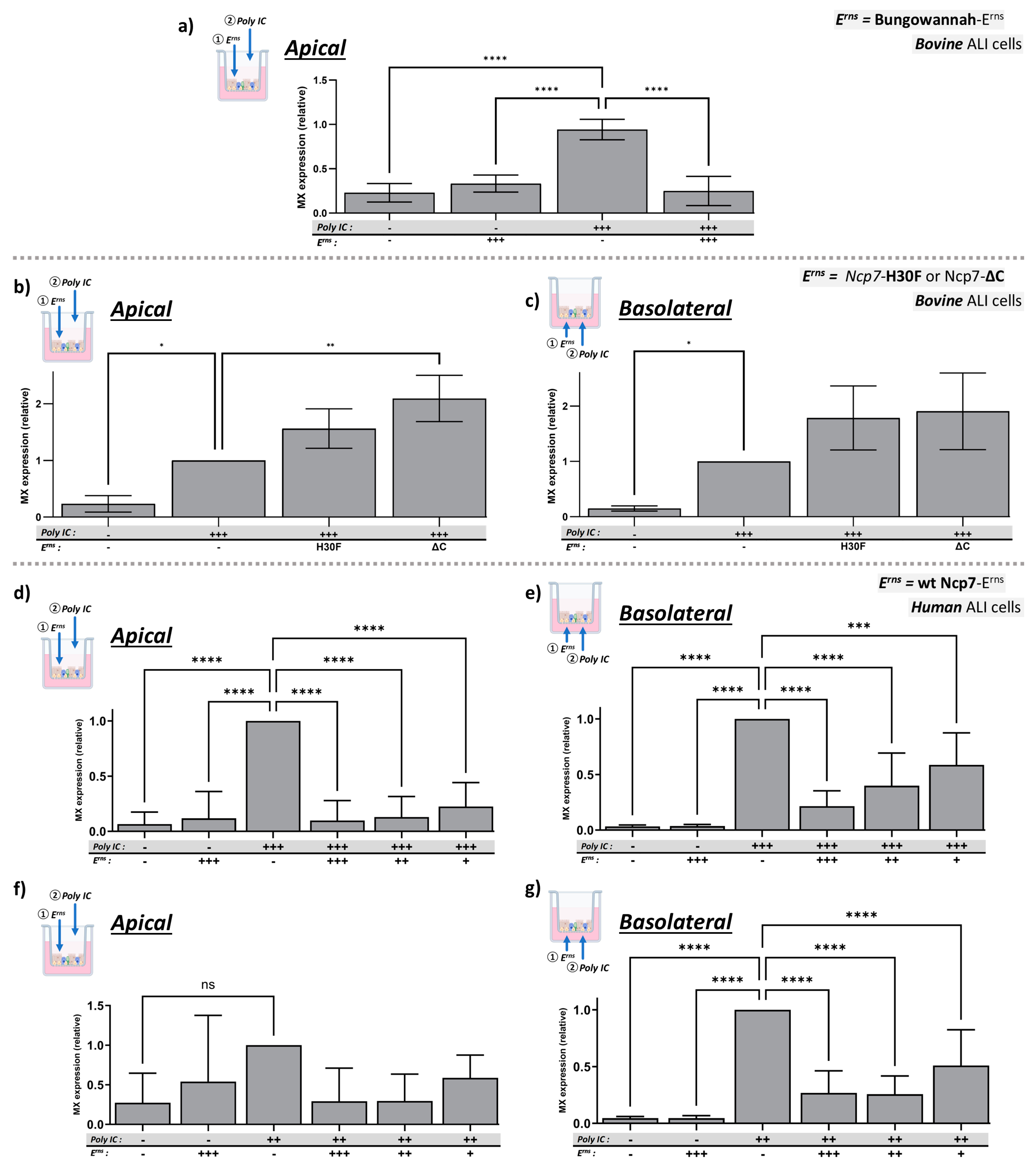 Viruses 16 01908 g002