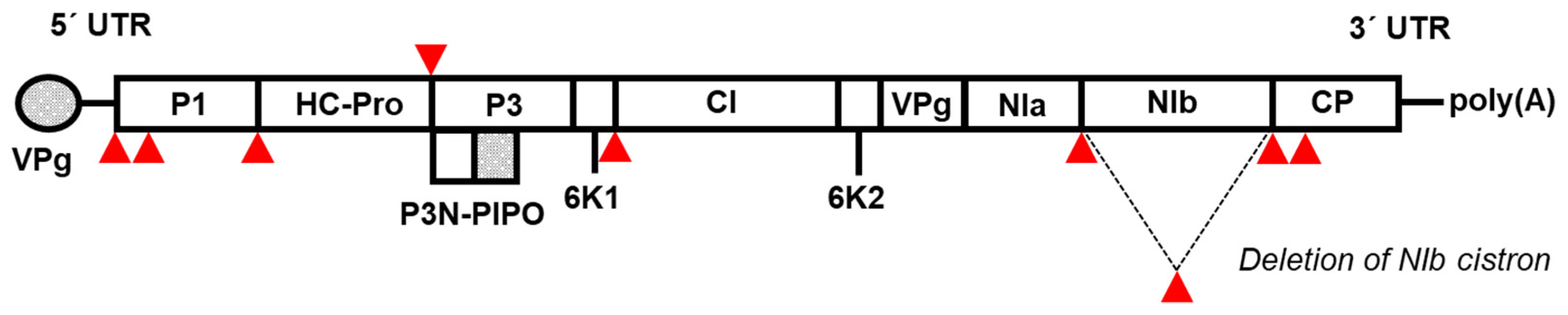 Viruses 16 01920 g001