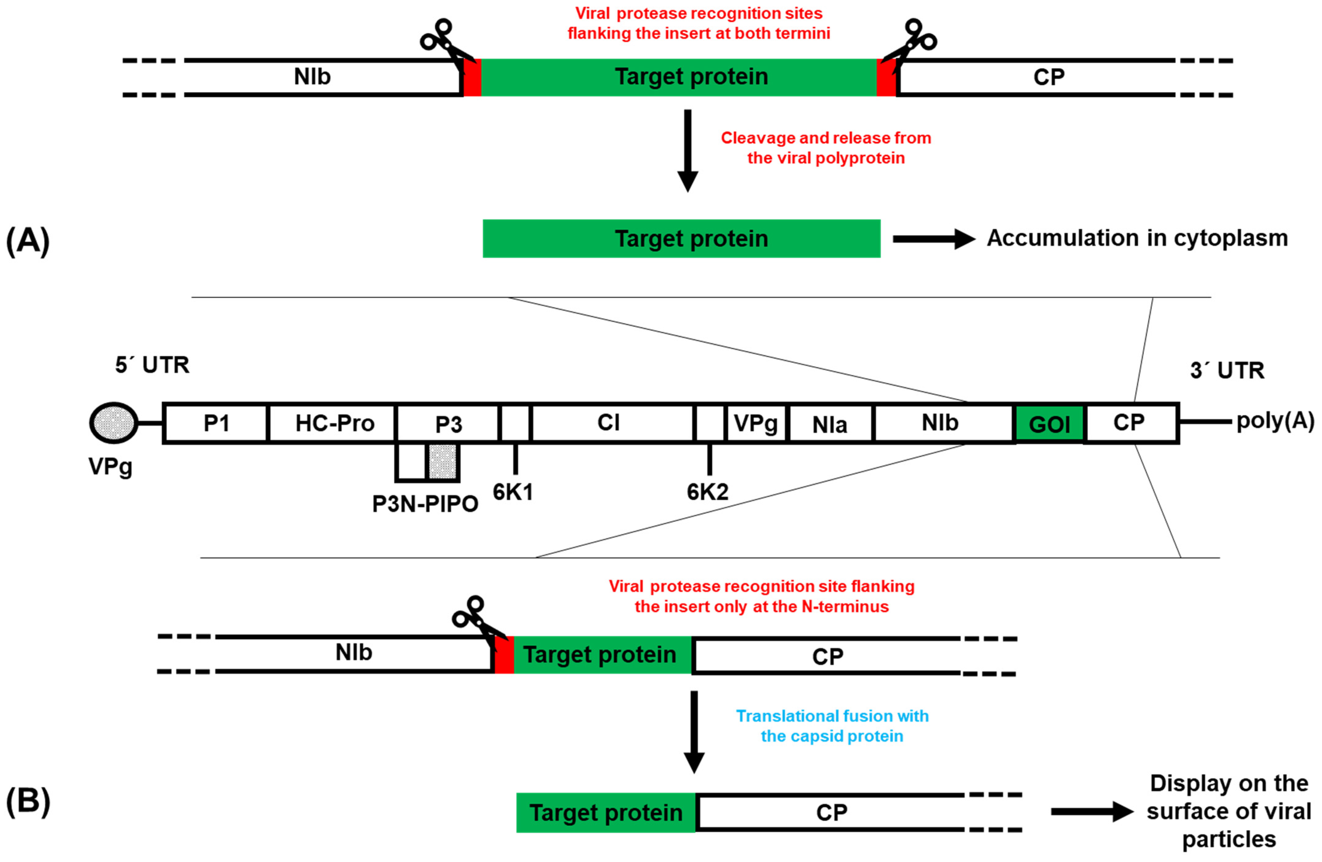 Viruses 16 01920 g002