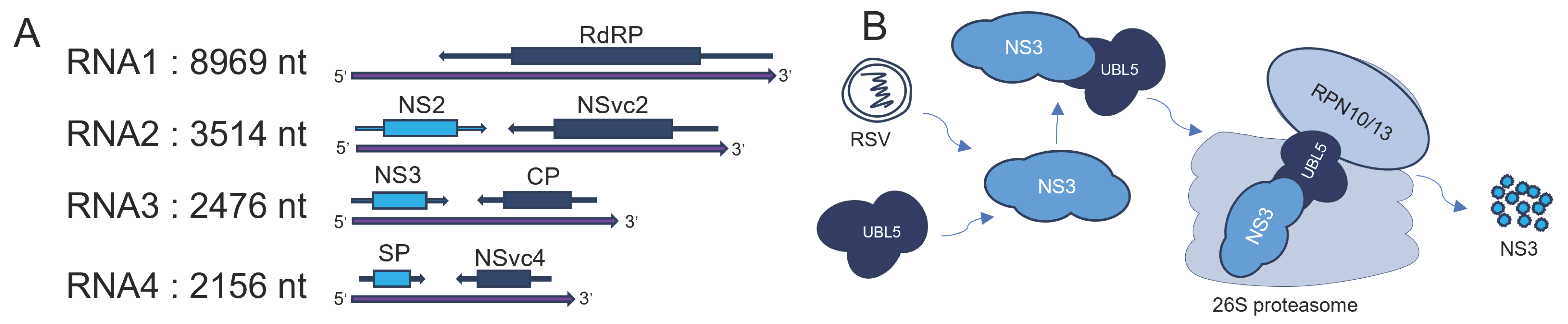 Viruses 16 01922 g002 Viruses 16 01922 g002
