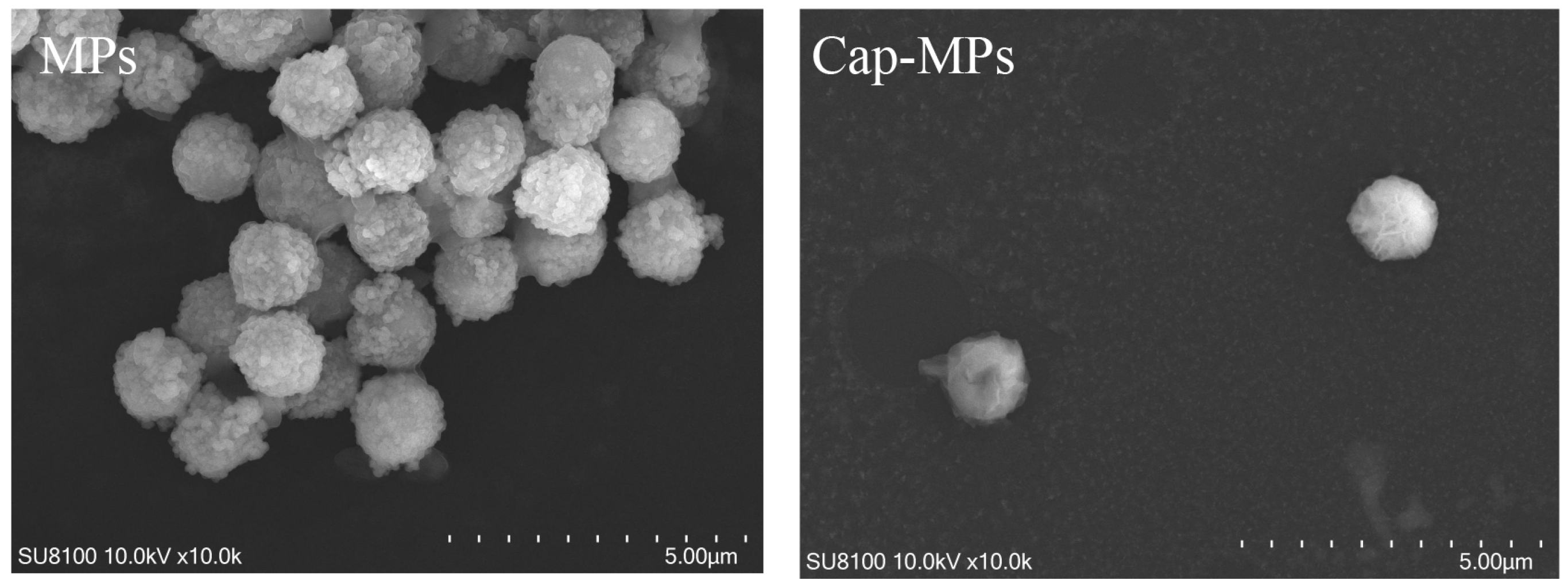 Viruses 16 01925 g002