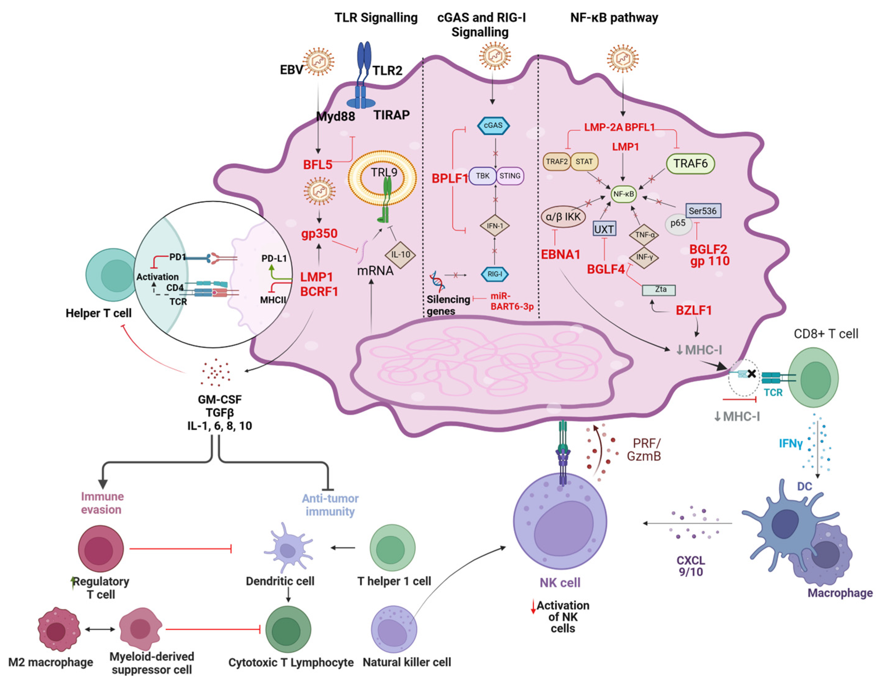 Viruses 16 01928 g003