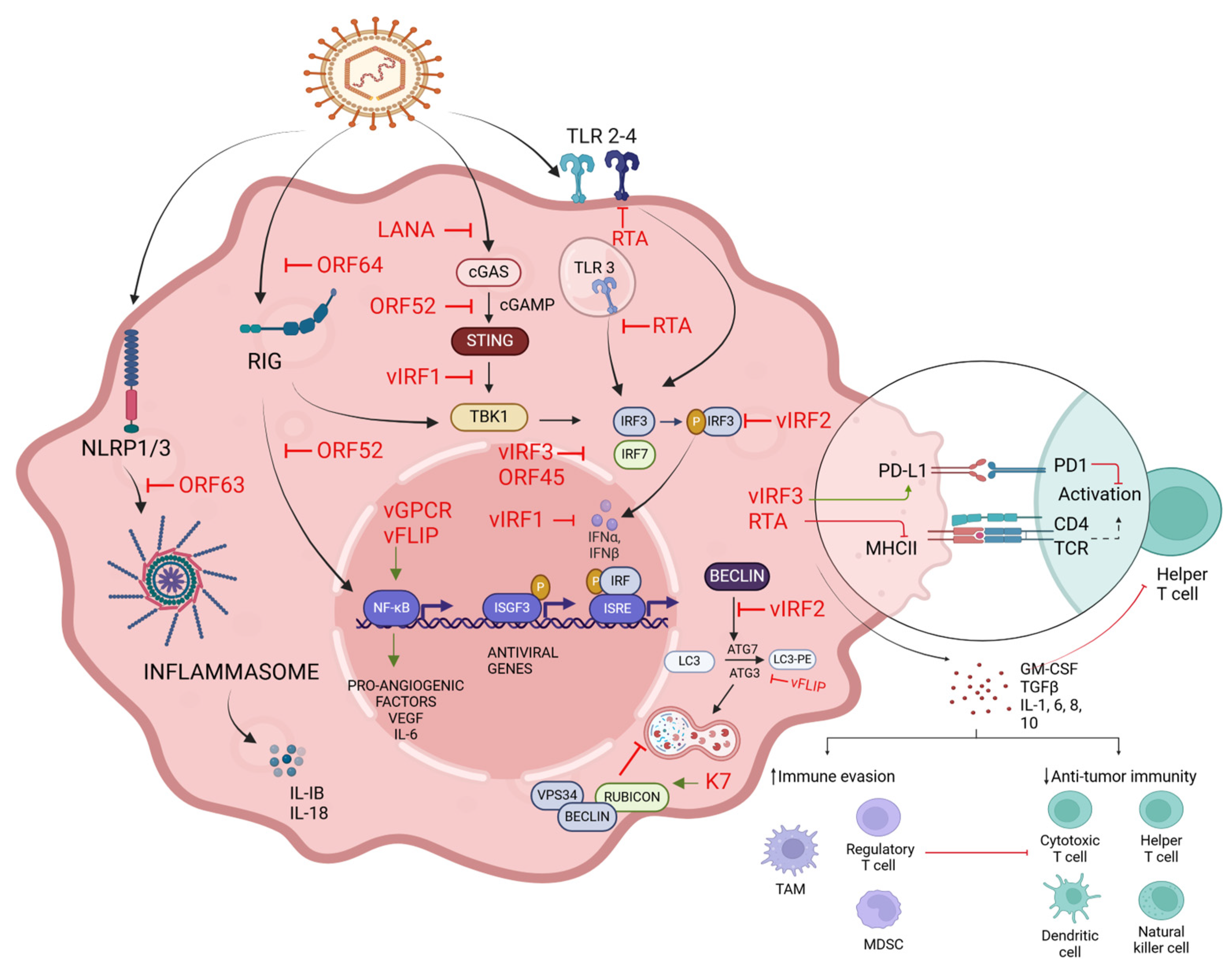 Viruses 16 01928 g004