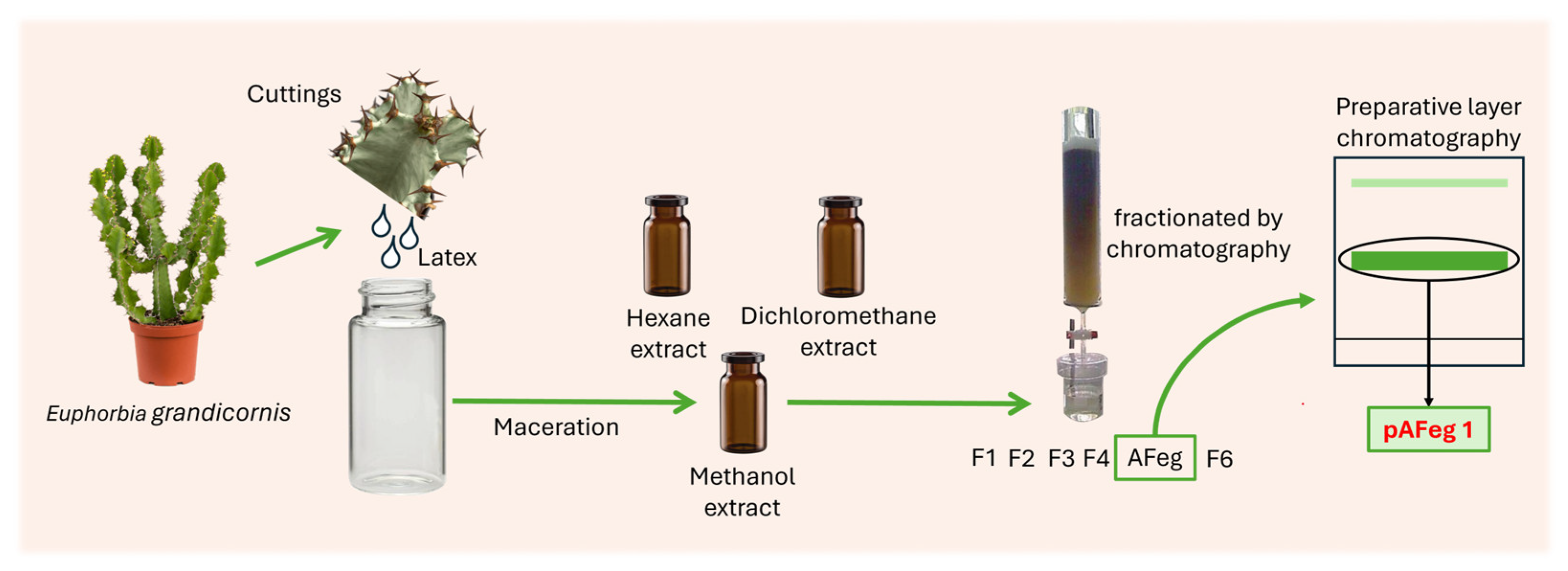 Viruses 16 01929 g001