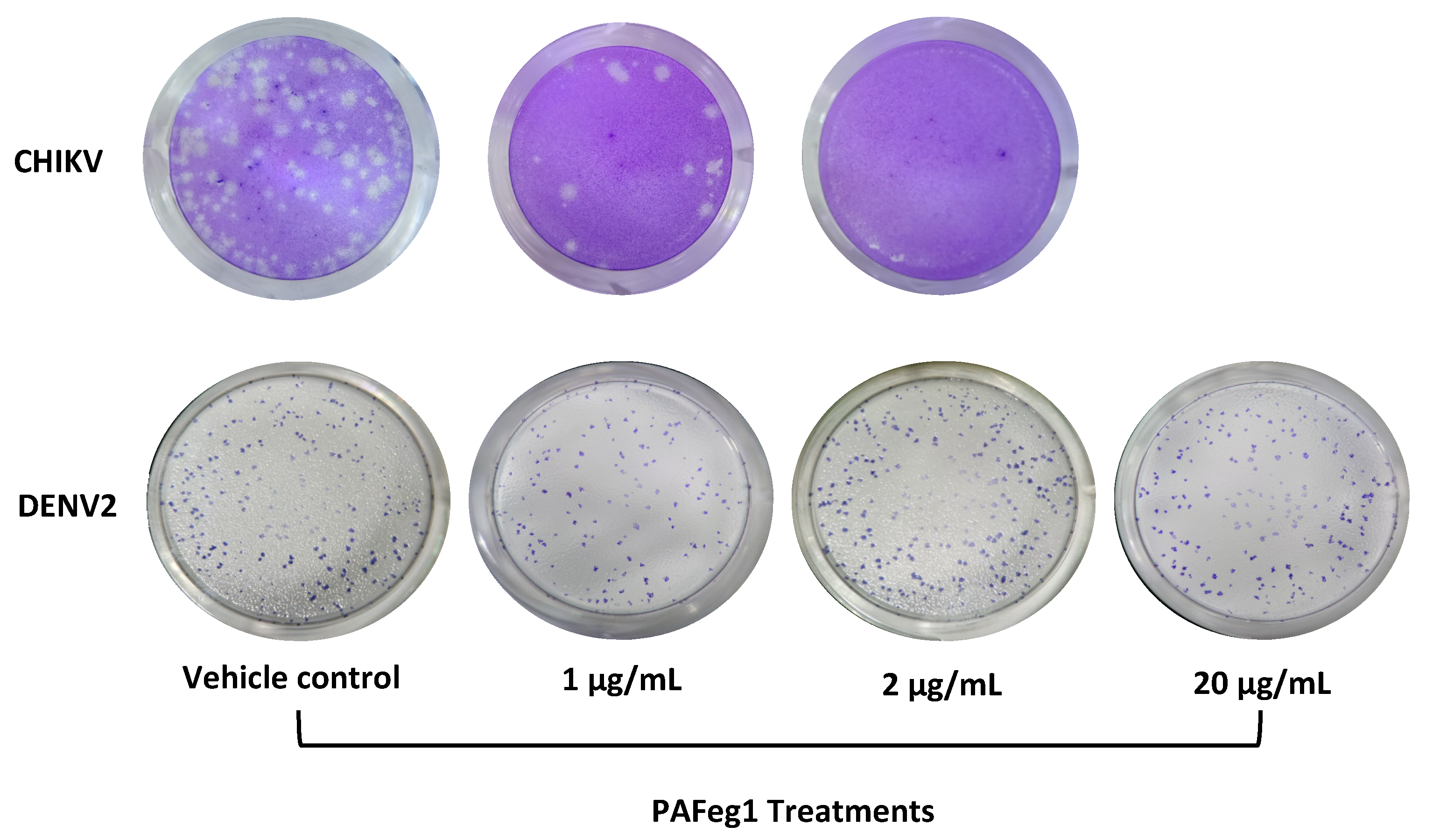 Viruses 16 01929 g007