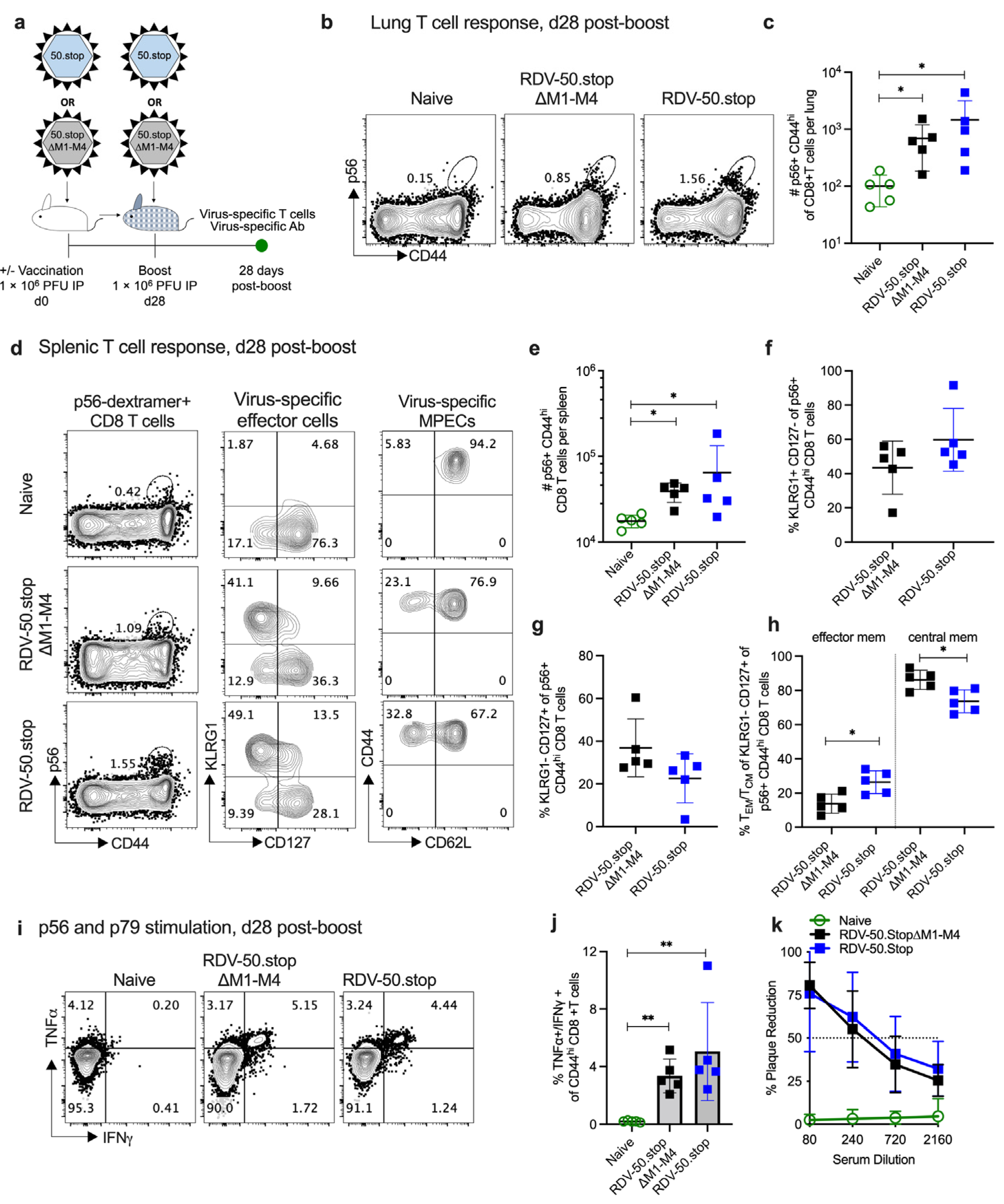 Viruses 16 01930 g001 Viruses 16 01930 g001