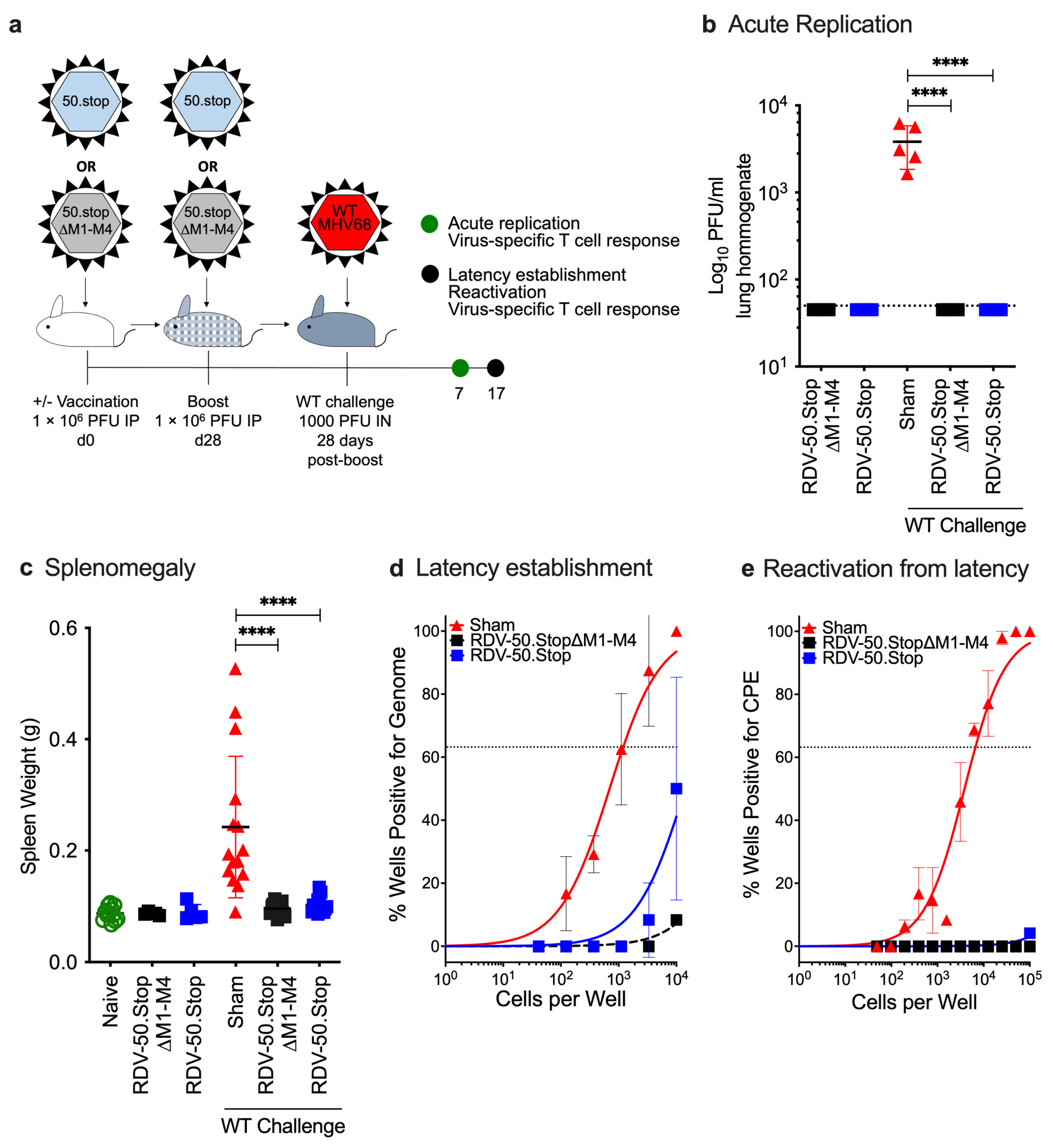 Viruses 16 01930 g002 Viruses 16 01930 g002