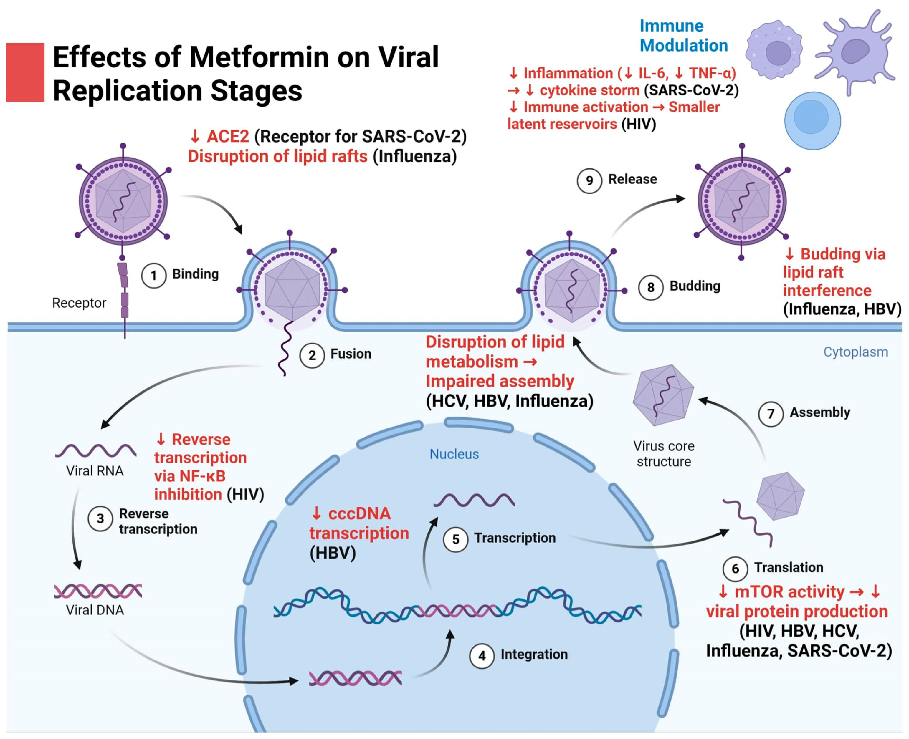 Viruses 16 01938 g002