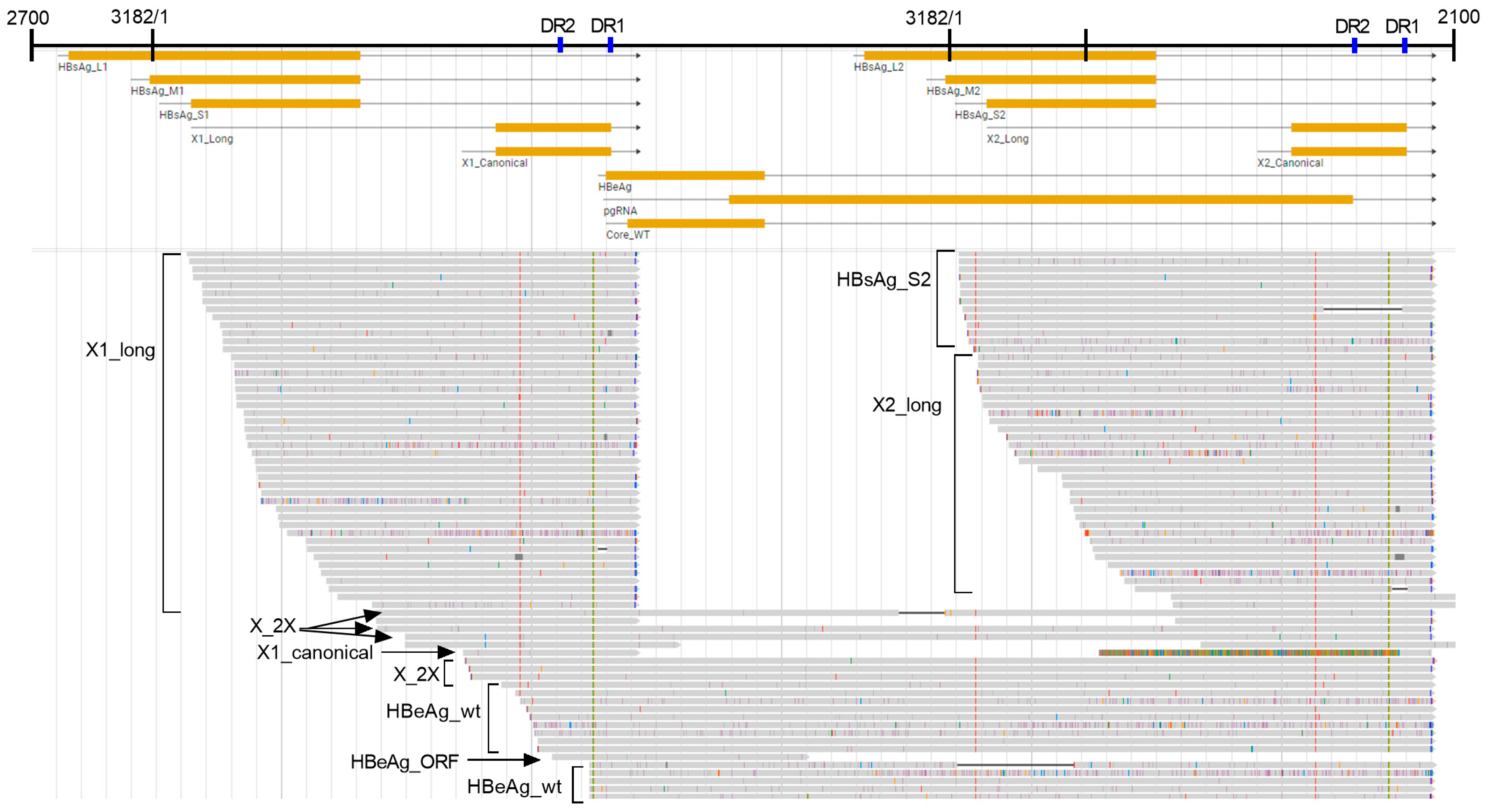 Viruses 16 01943 g004