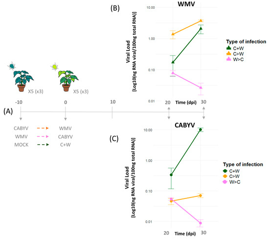 The Temporal Order of Mixed Viral Infections Matters: Common Events ...