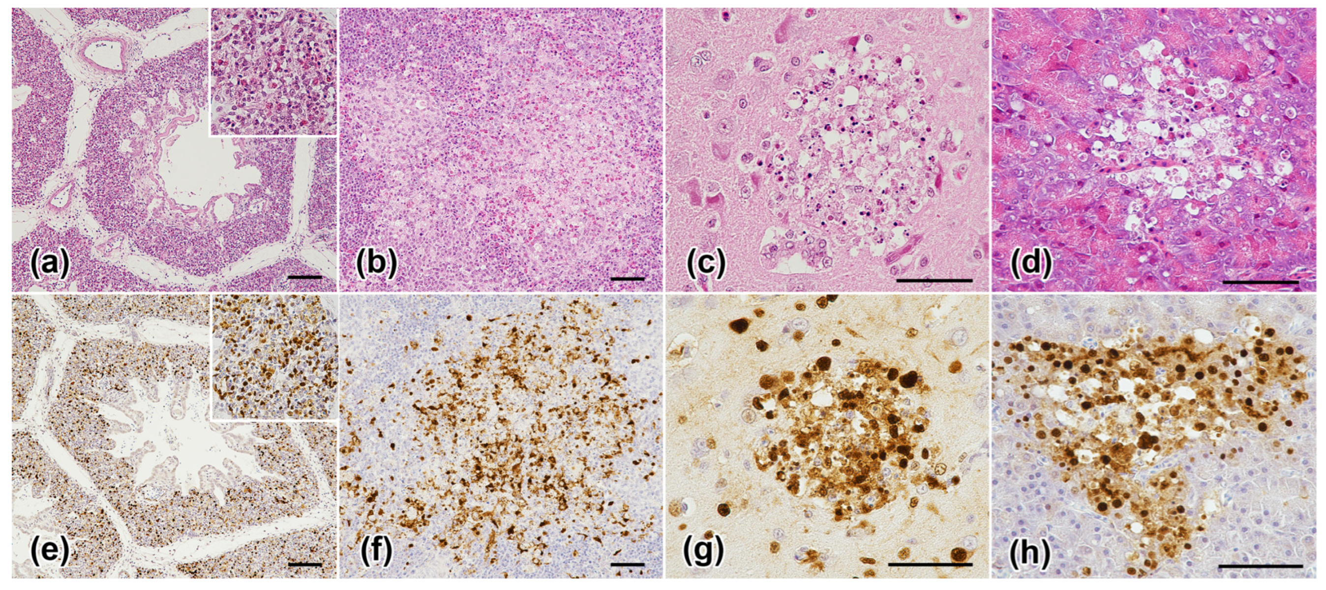 Viruses 16 01956 g008