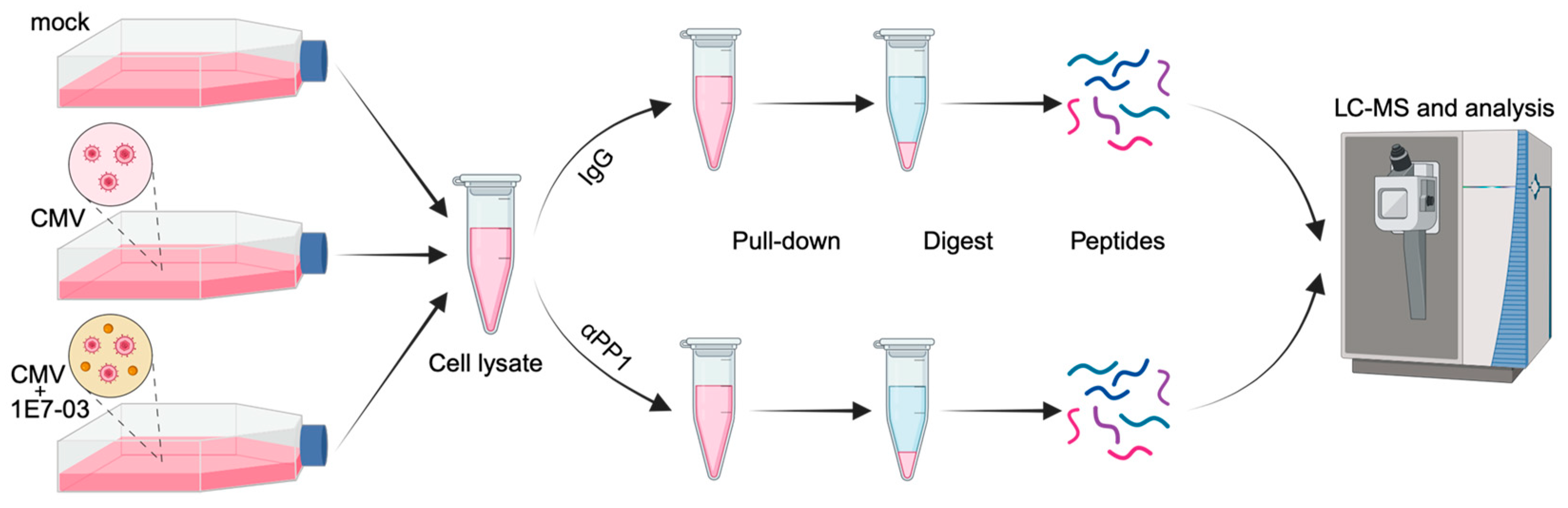 Viruses 16 01961 g001 Viruses 16 01961 g001
