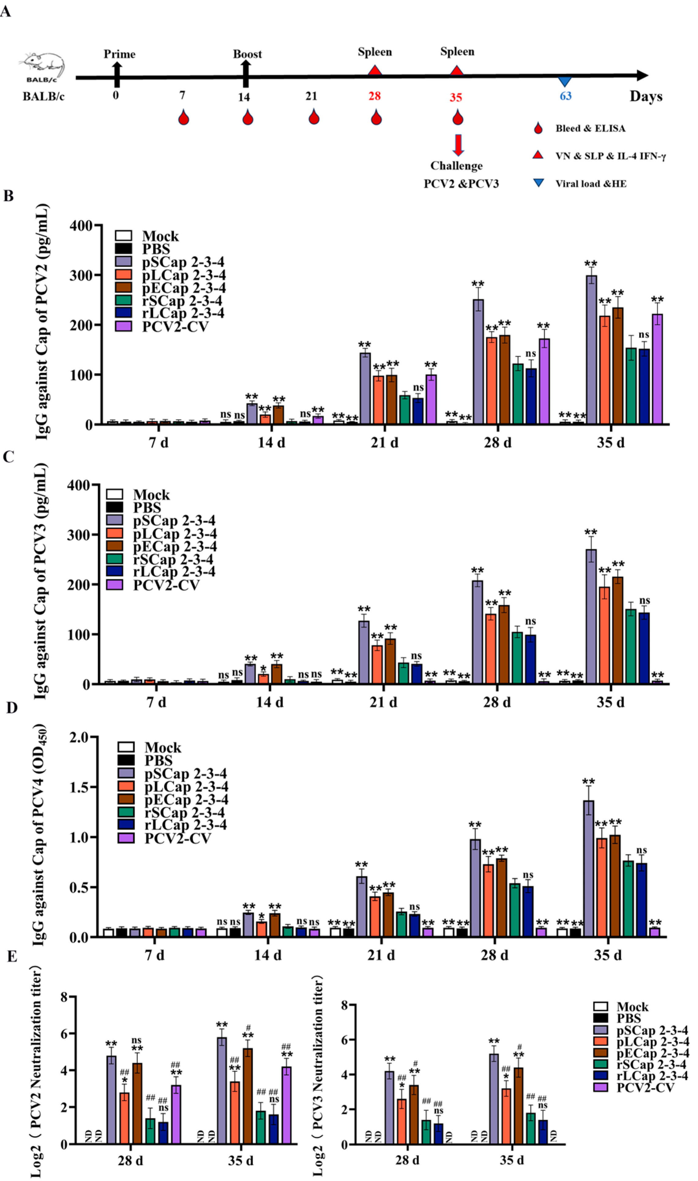 Viruses 16 01964 g002 Viruses 16 01964 g002