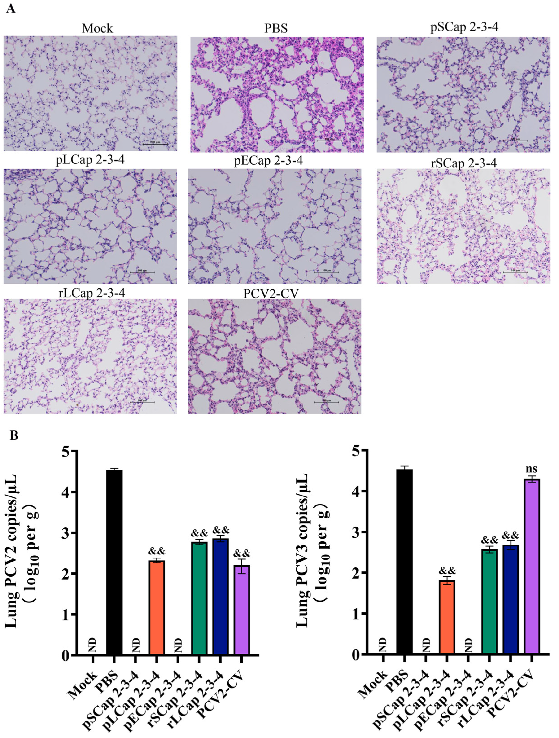 Viruses 16 01964 g004 Viruses 16 01964 g004
