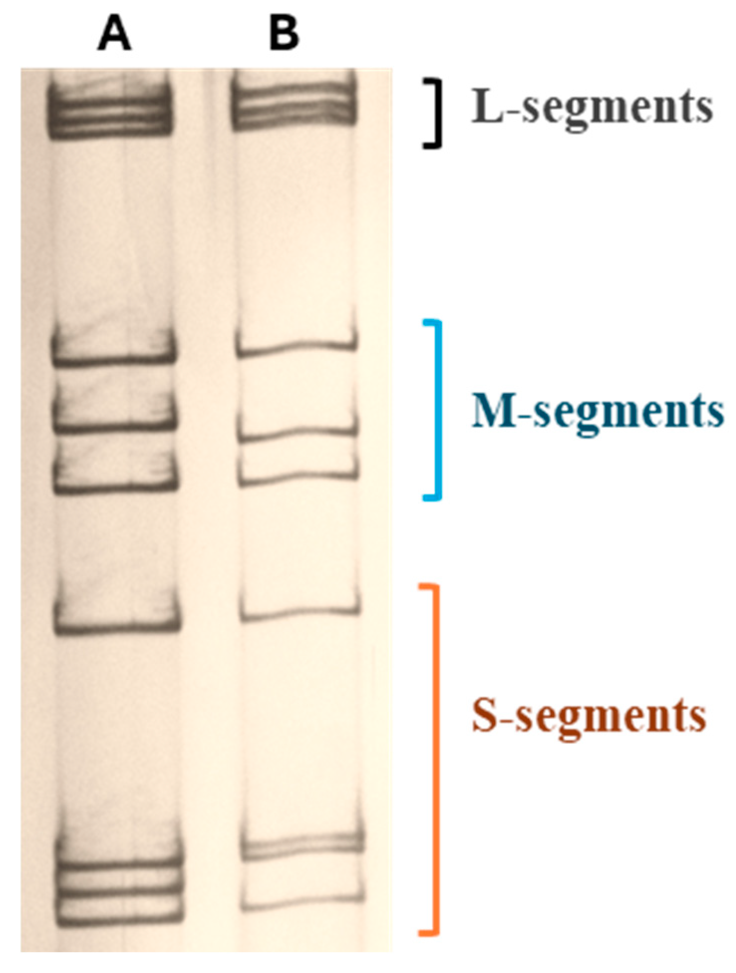 Viruses 16 01966 g002