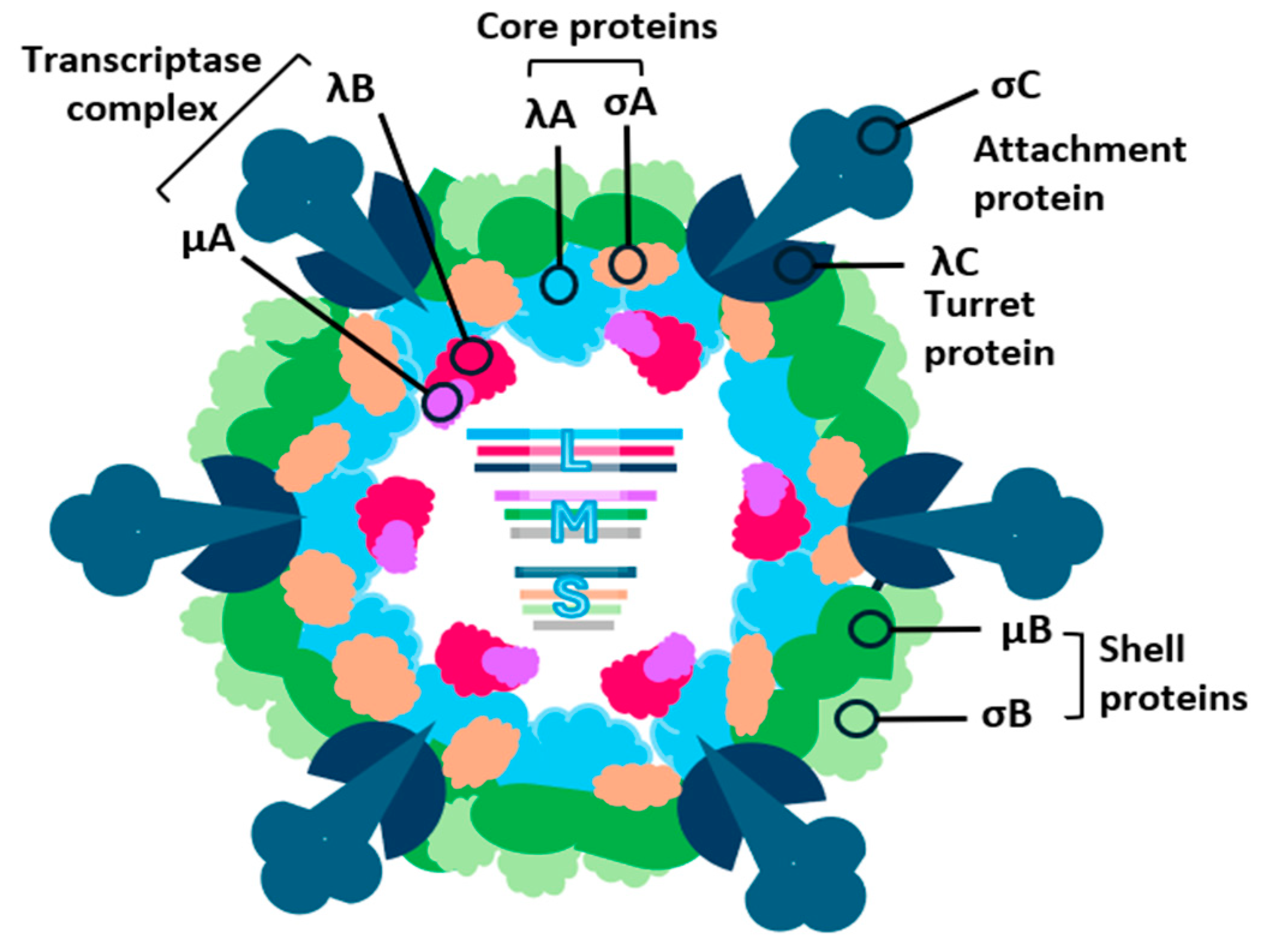 Viruses 16 01966 g003