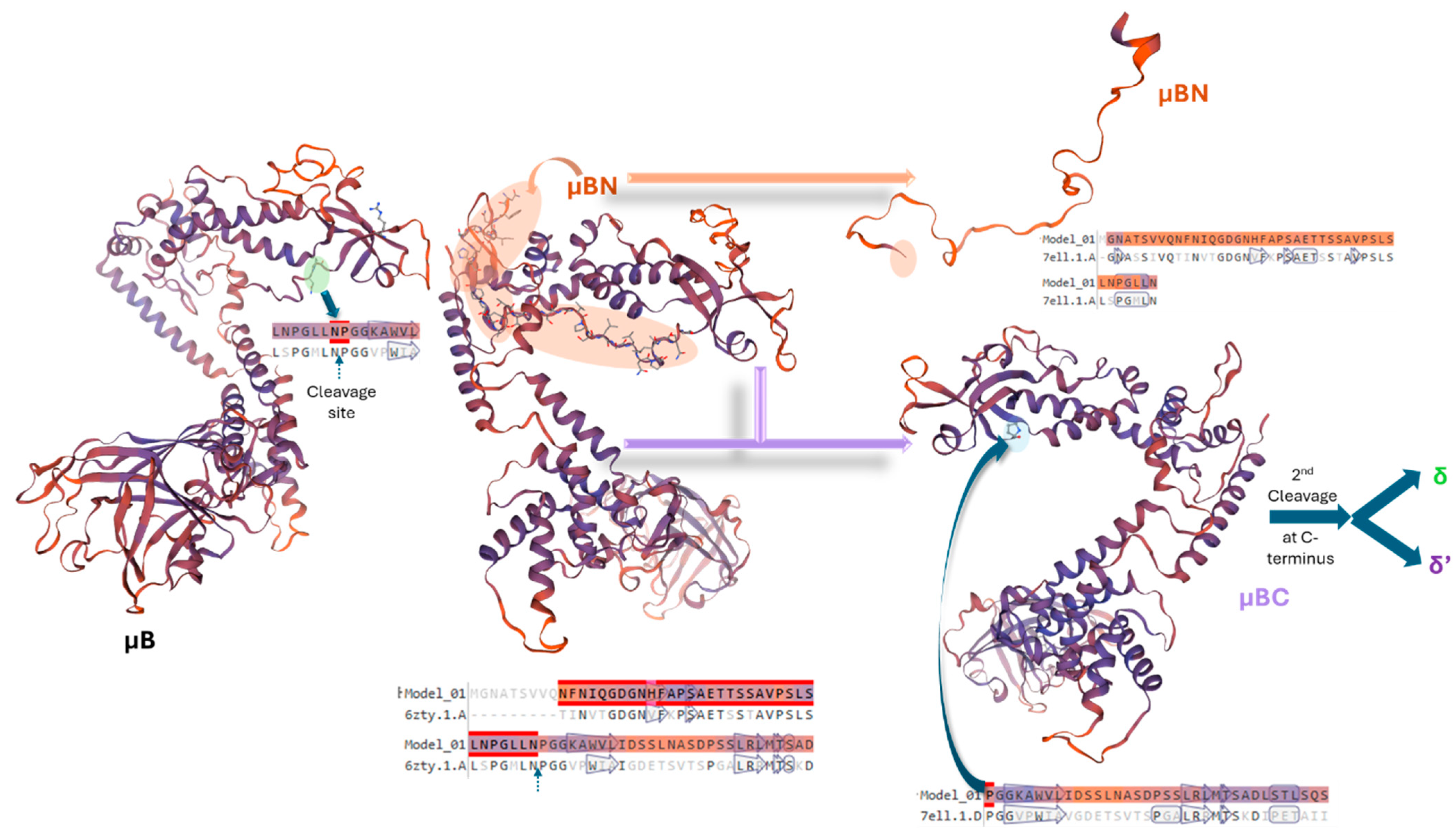 Viruses 16 01966 g004