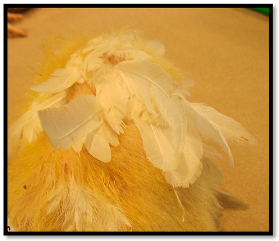 Avian Reovirus: From Molecular Biology to Pathogenesis and Control