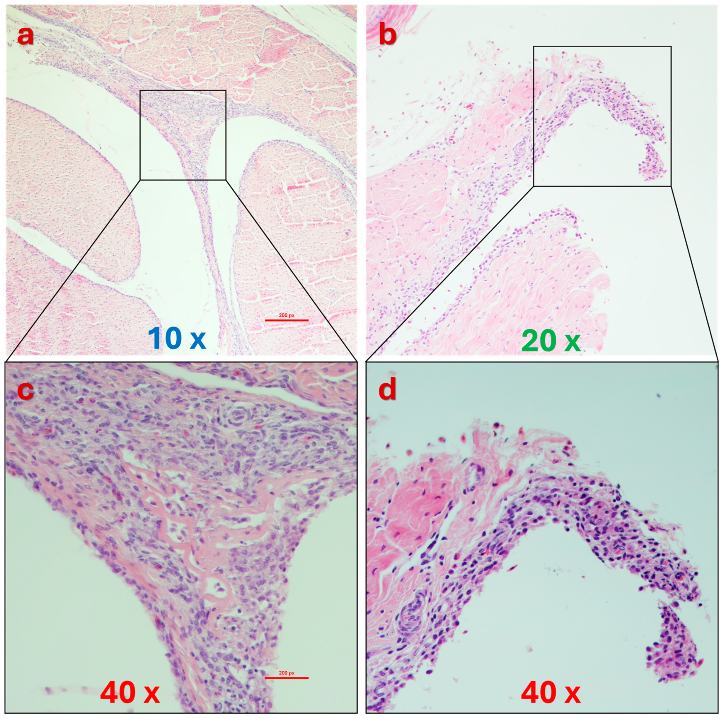 Viruses 16 01966 g011