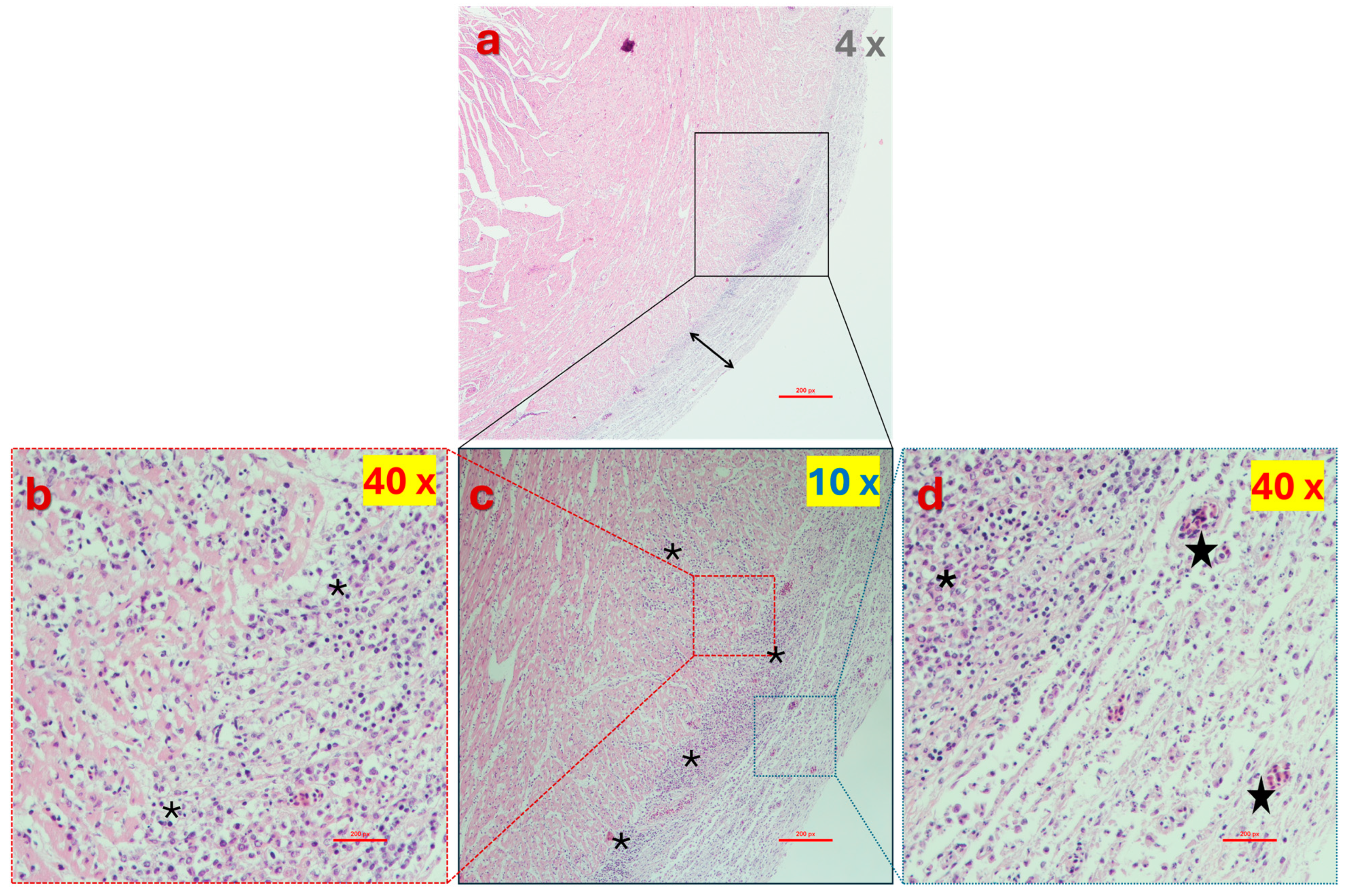 Viruses 16 01966 g012