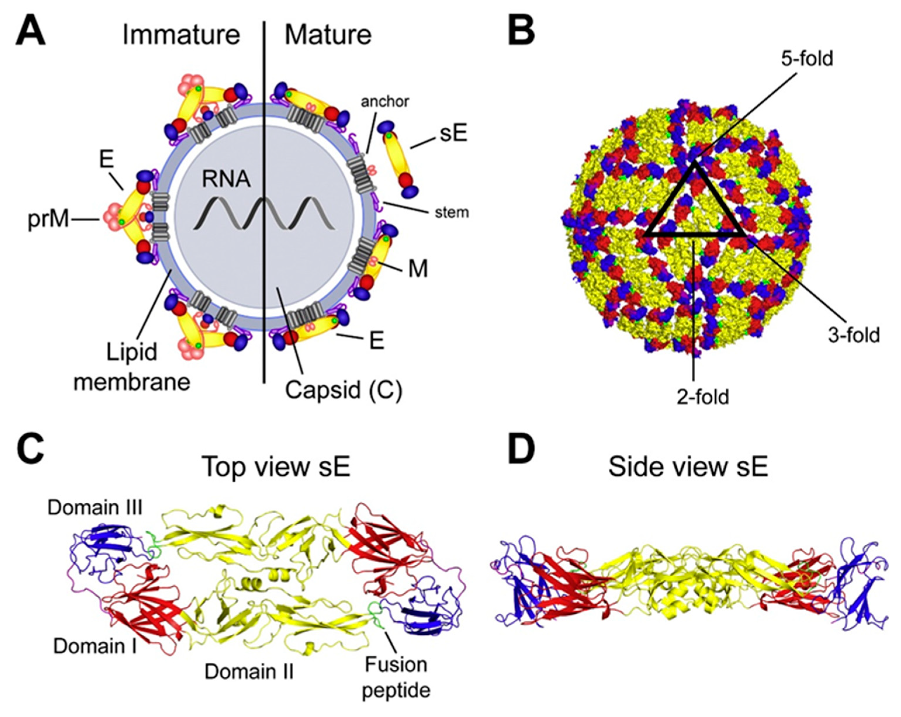 Viruses 17 00001 g002