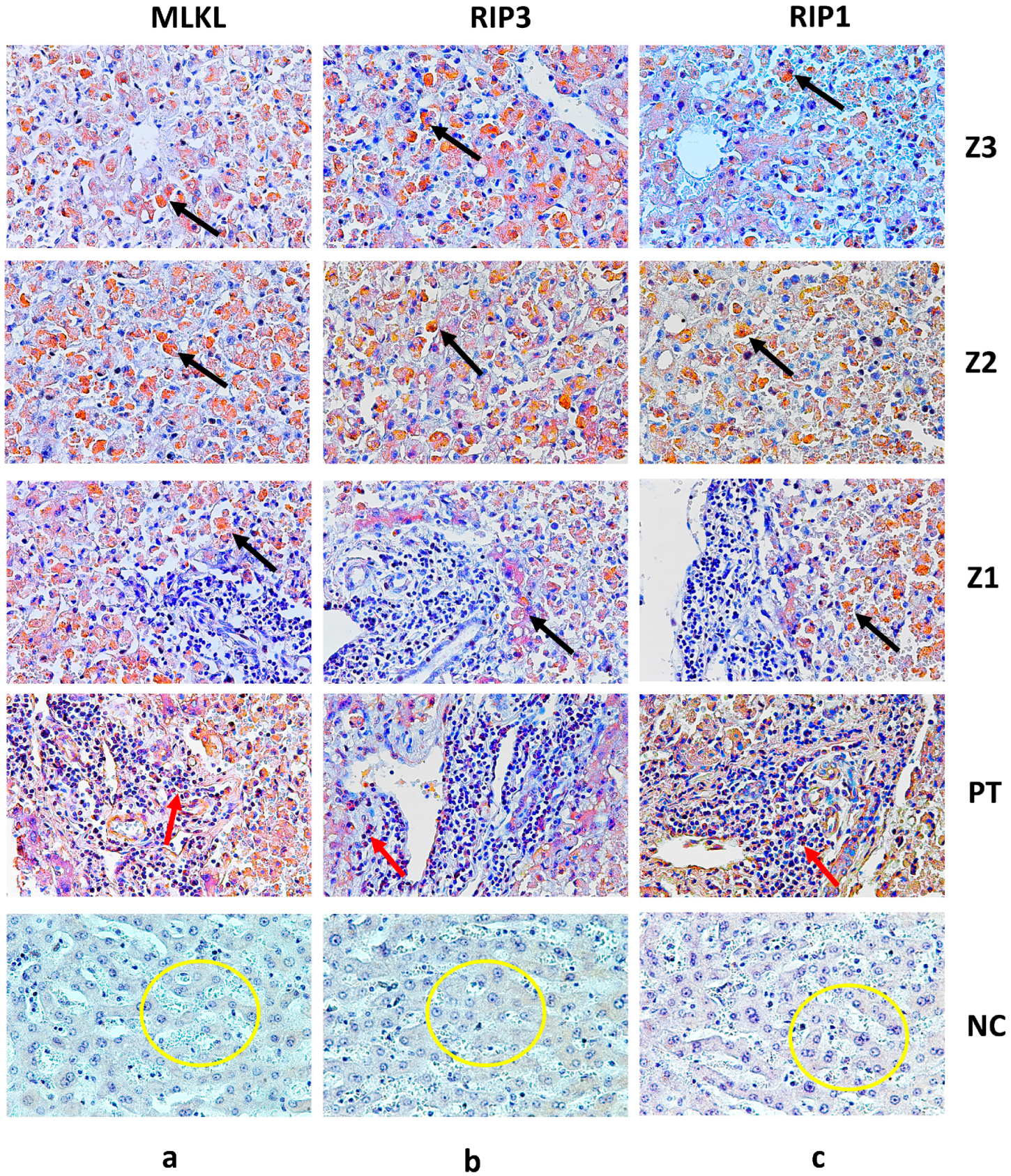 Viruses 17 00003 g002