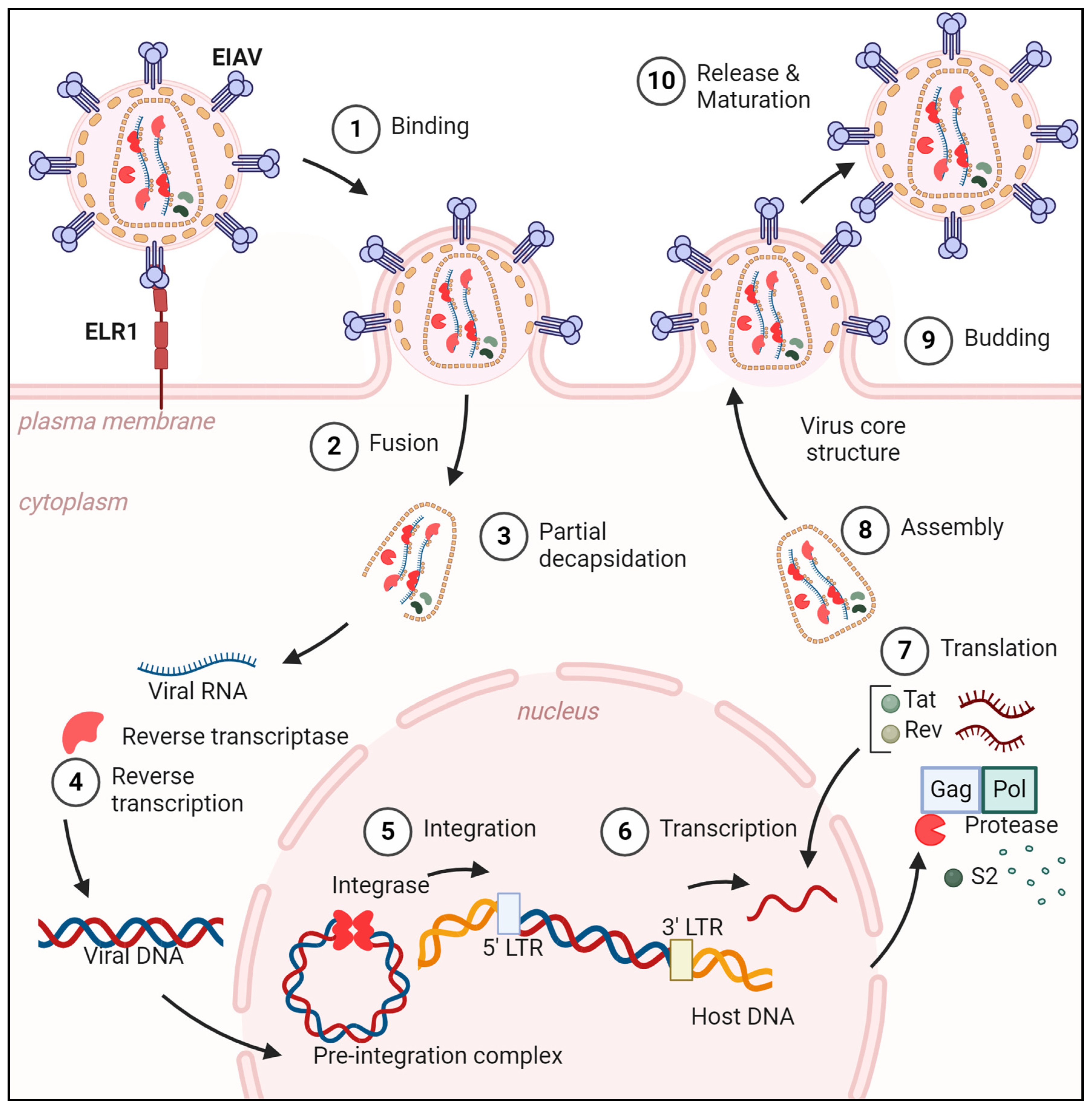 Viruses 17 00005 g002