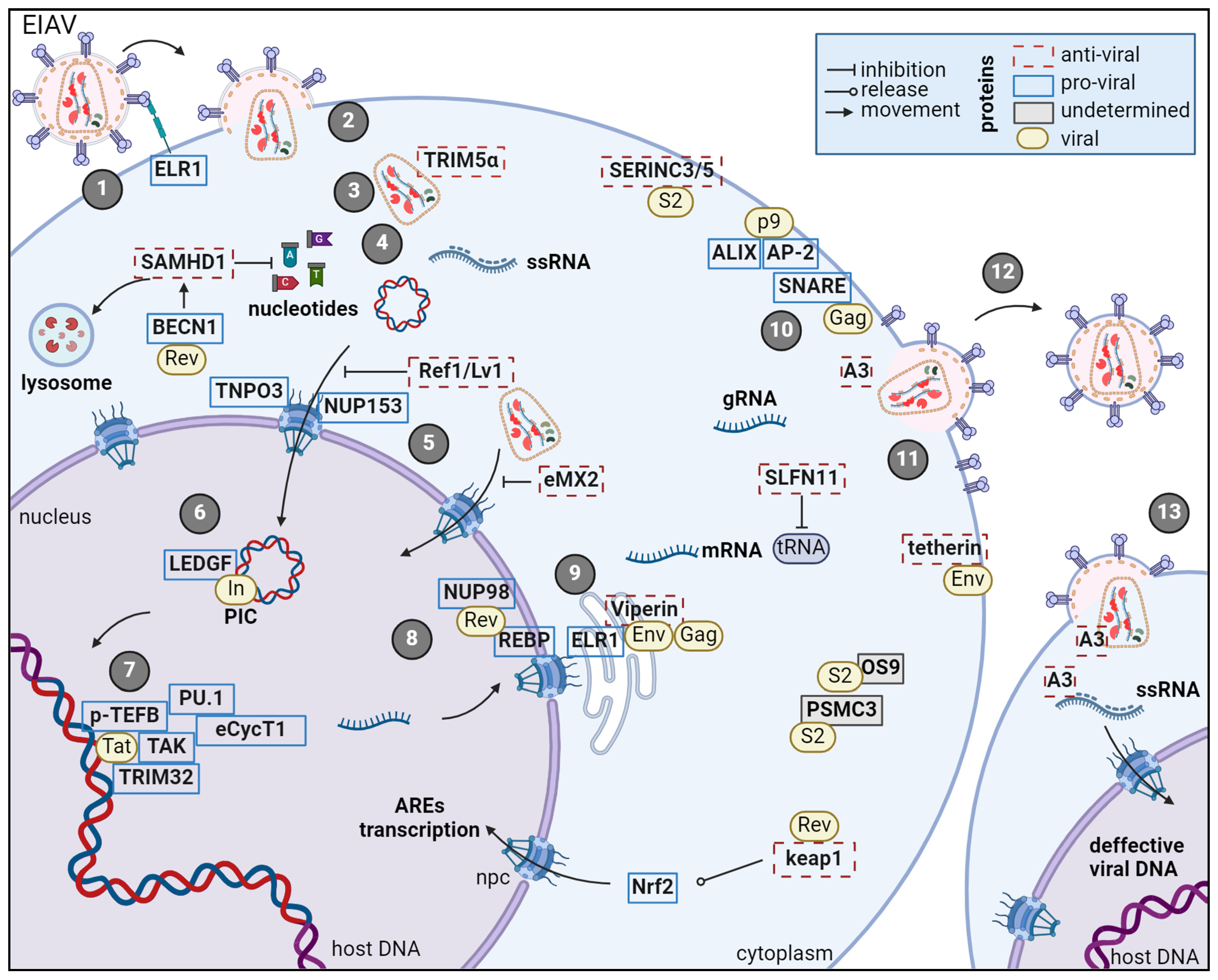 Viruses 17 00005 g003