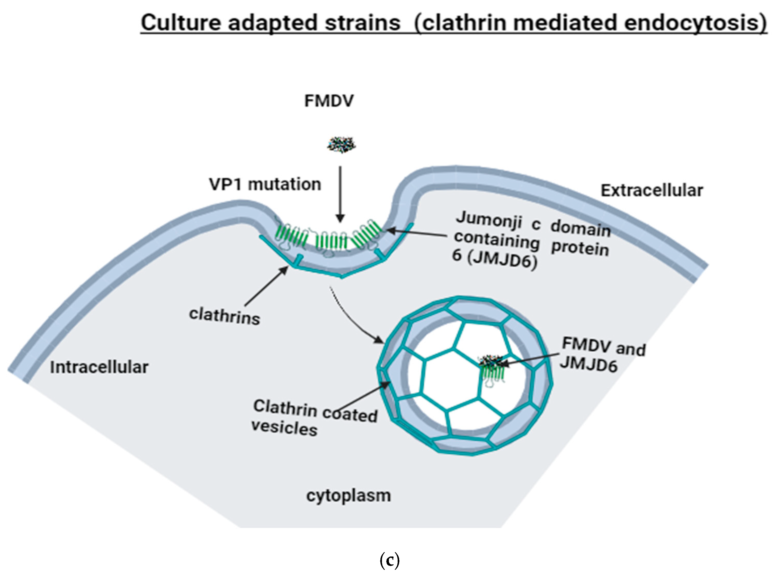 Viruses 17 00039 g001b