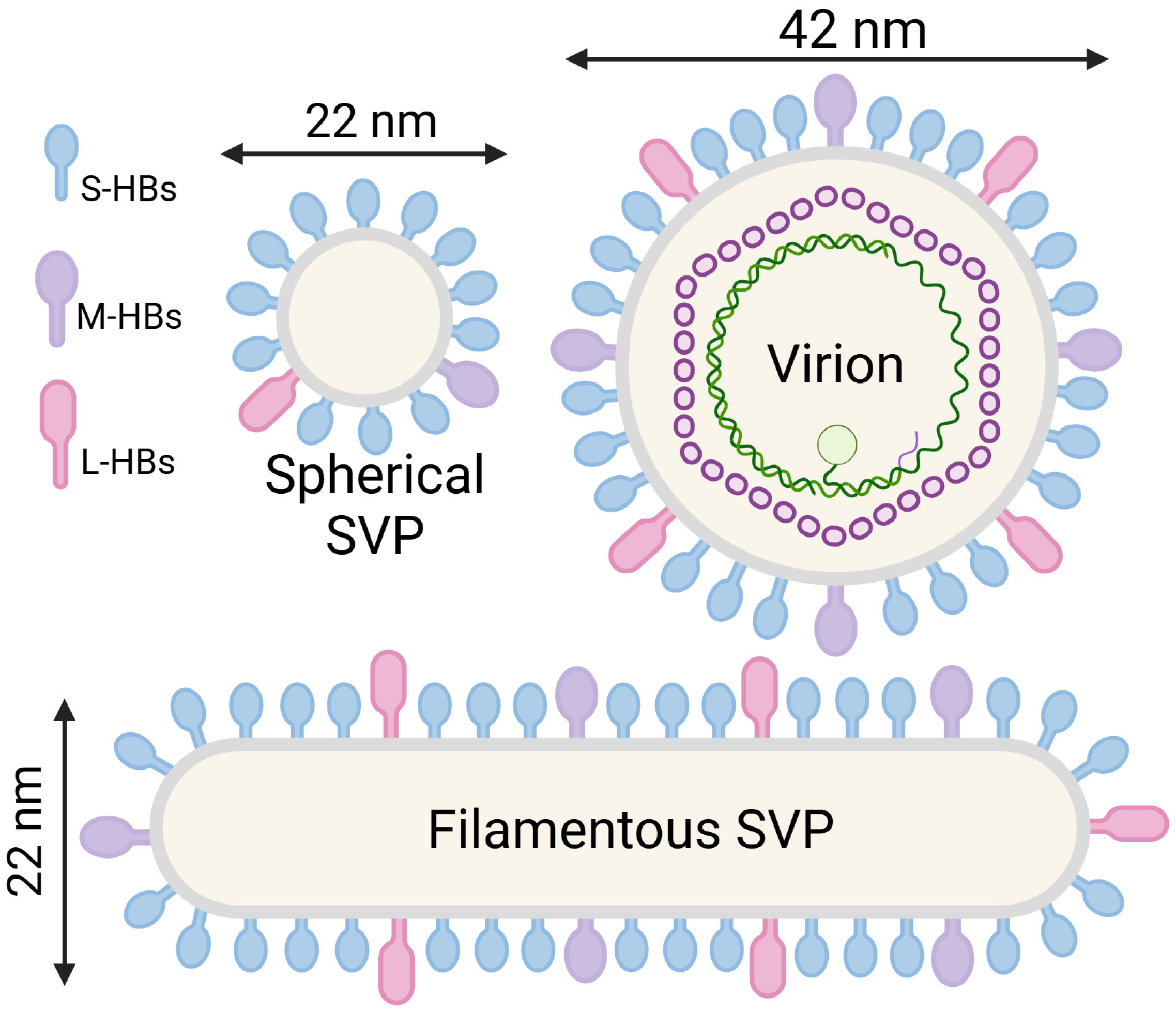 Viruses 17 00048 g001