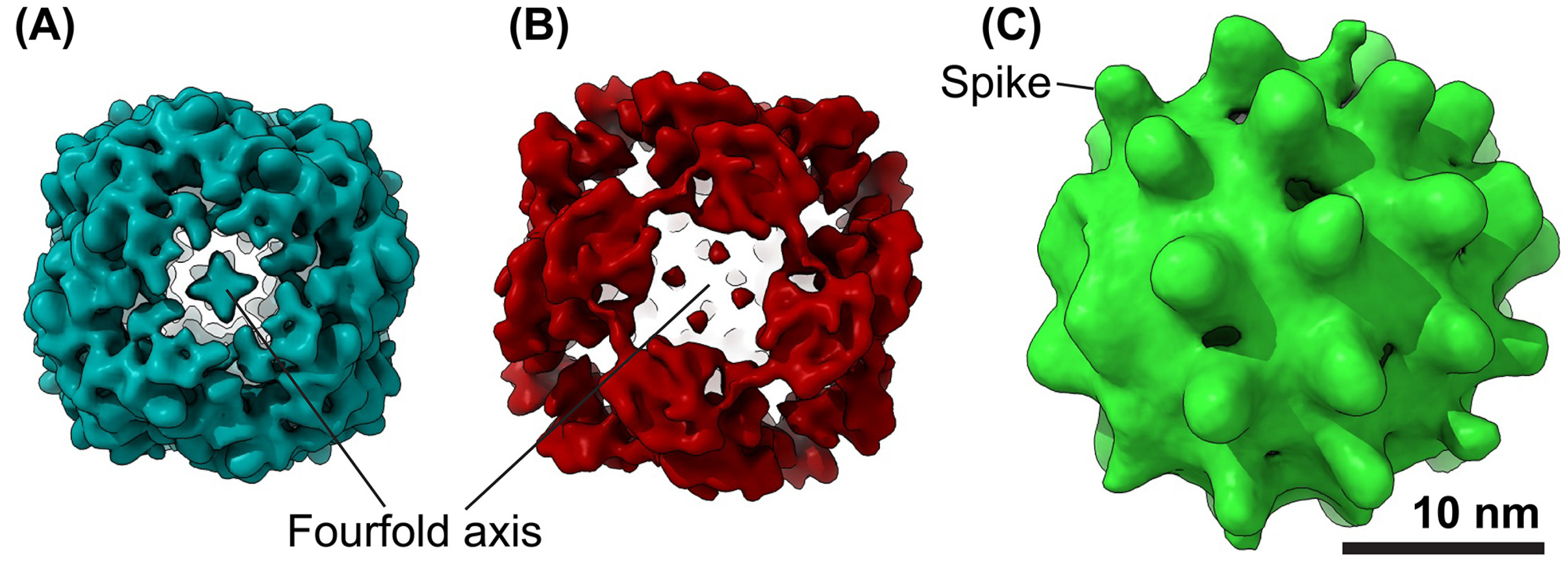 Viruses 17 00048 g003