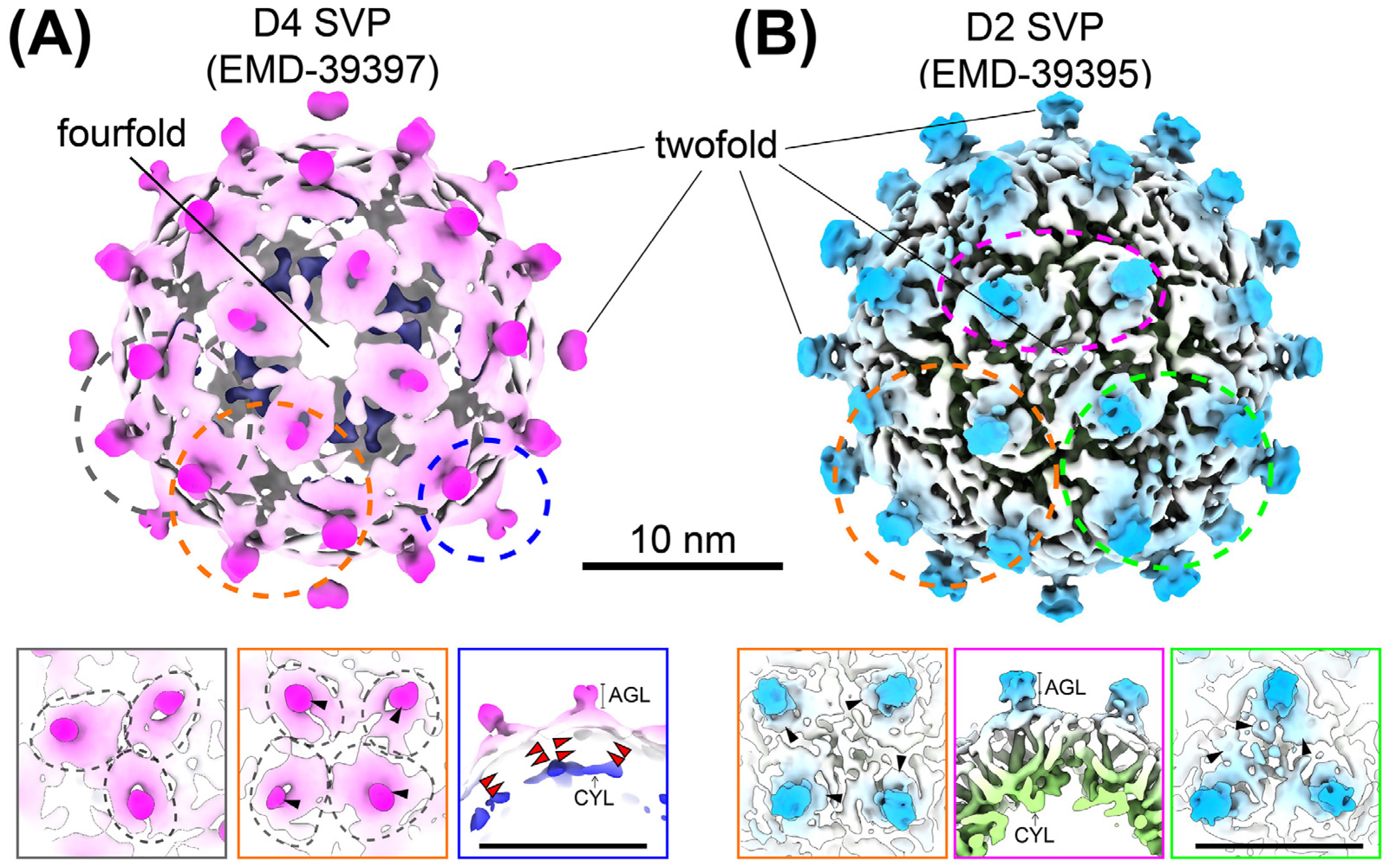 Viruses 17 00048 g005