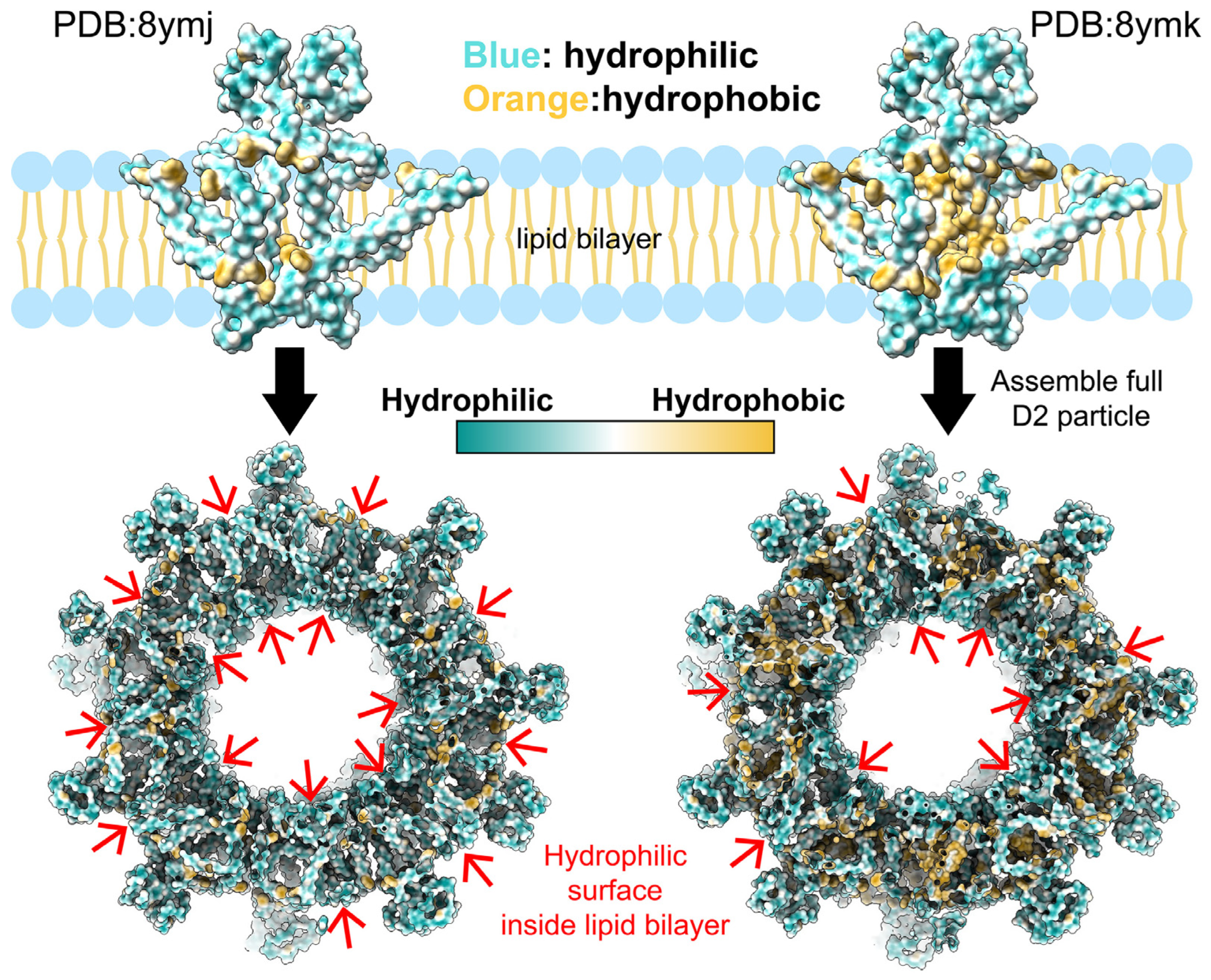 Viruses 17 00048 g006