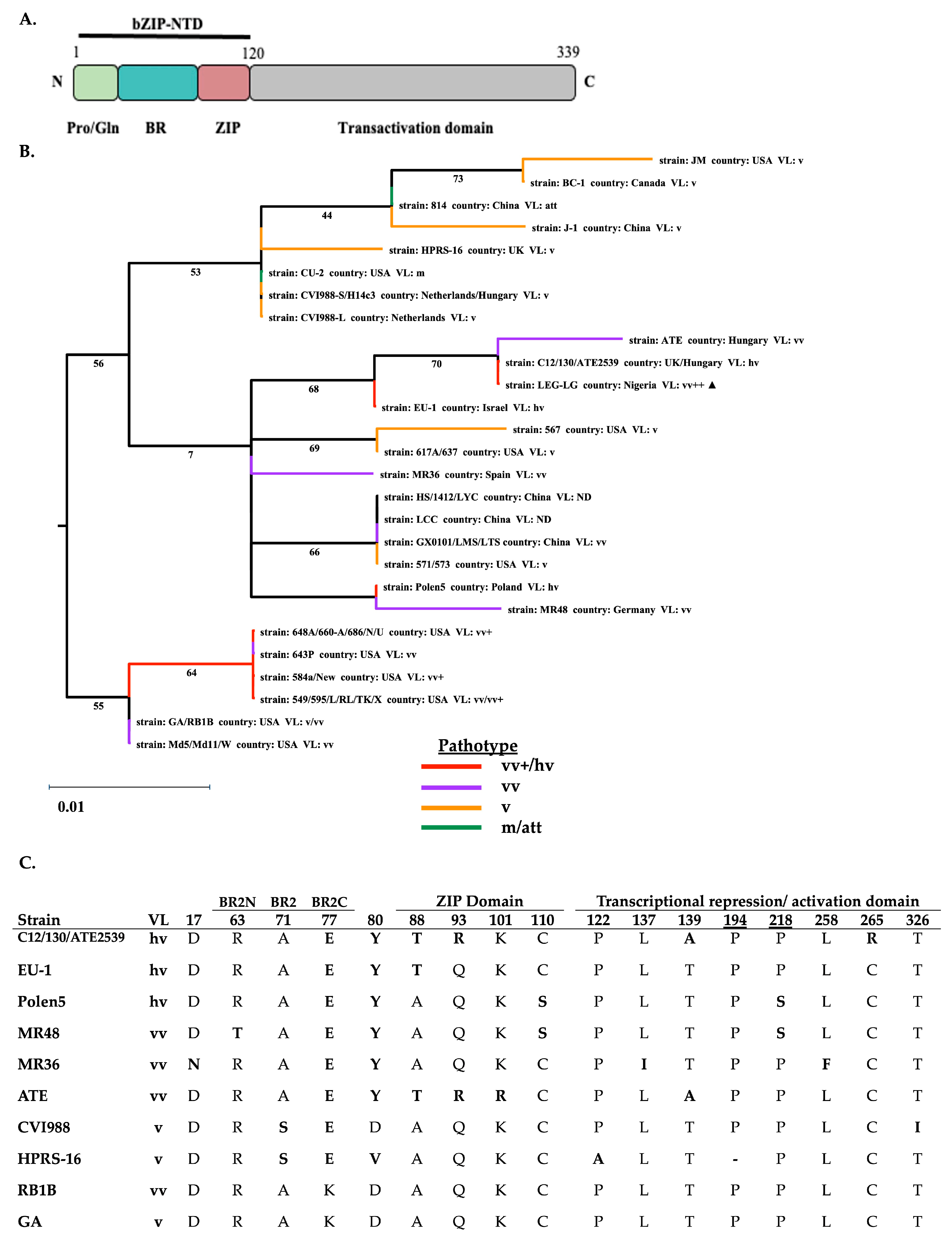 Viruses 17 00056 g004