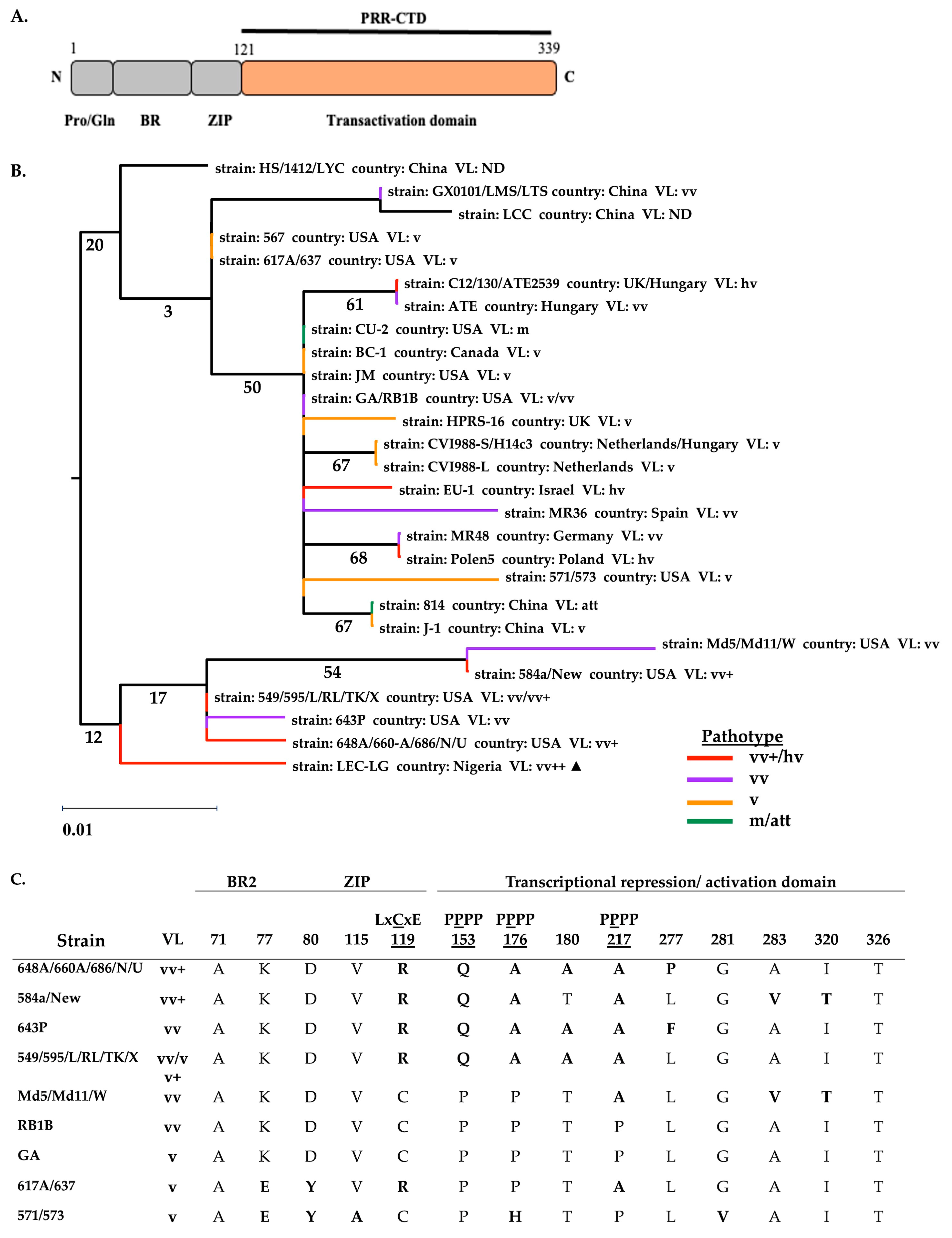 Viruses 17 00056 g005