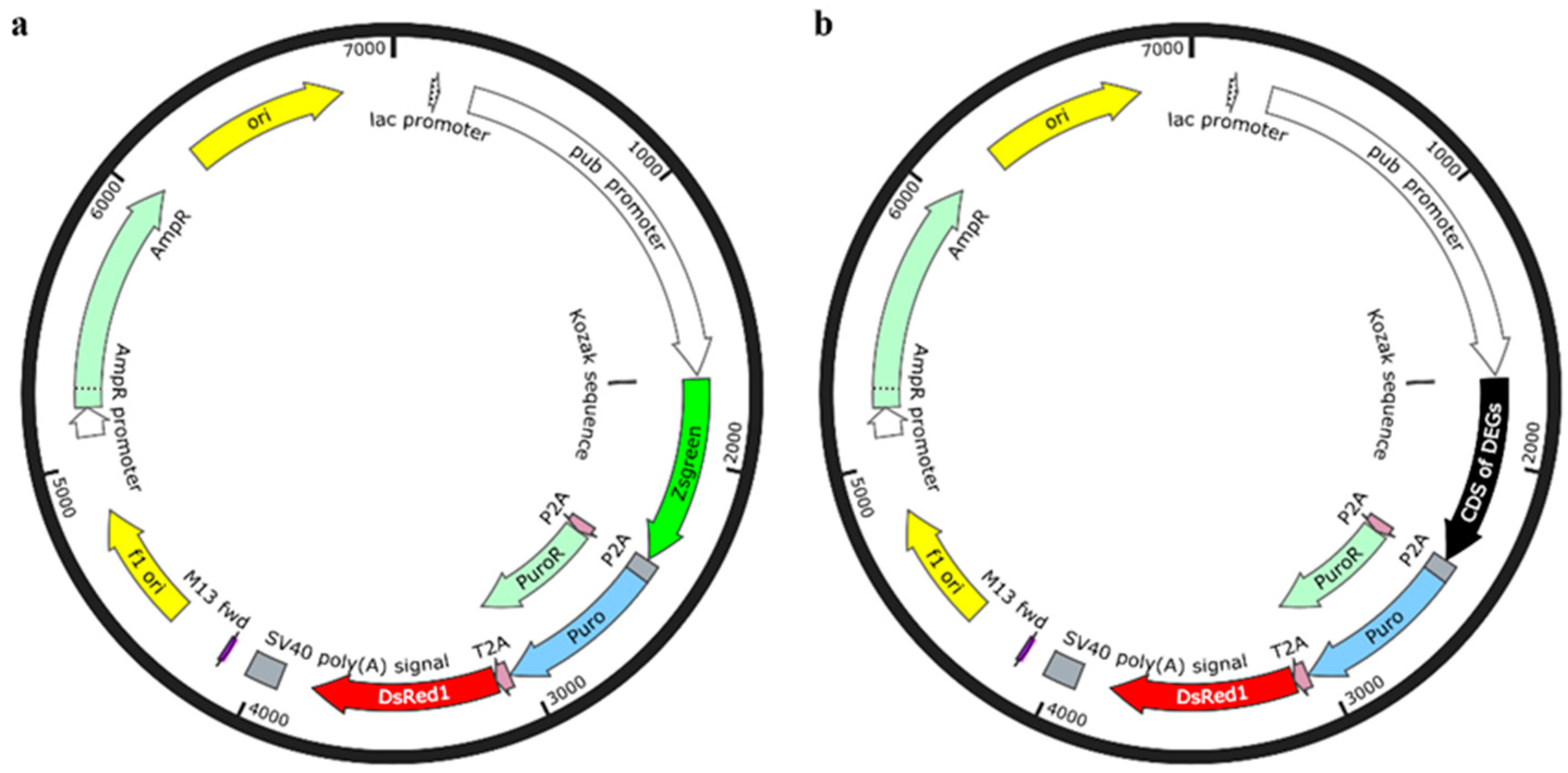 Viruses 17 00067 g001 Viruses 17 00067 g001