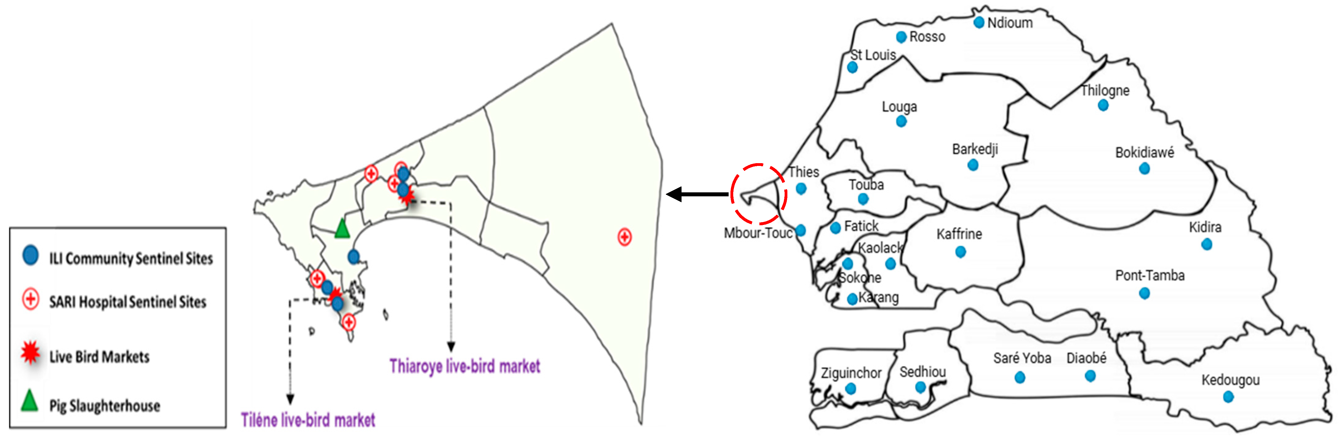 Viruses 17 00073 g001 Viruses 17 00073 g001