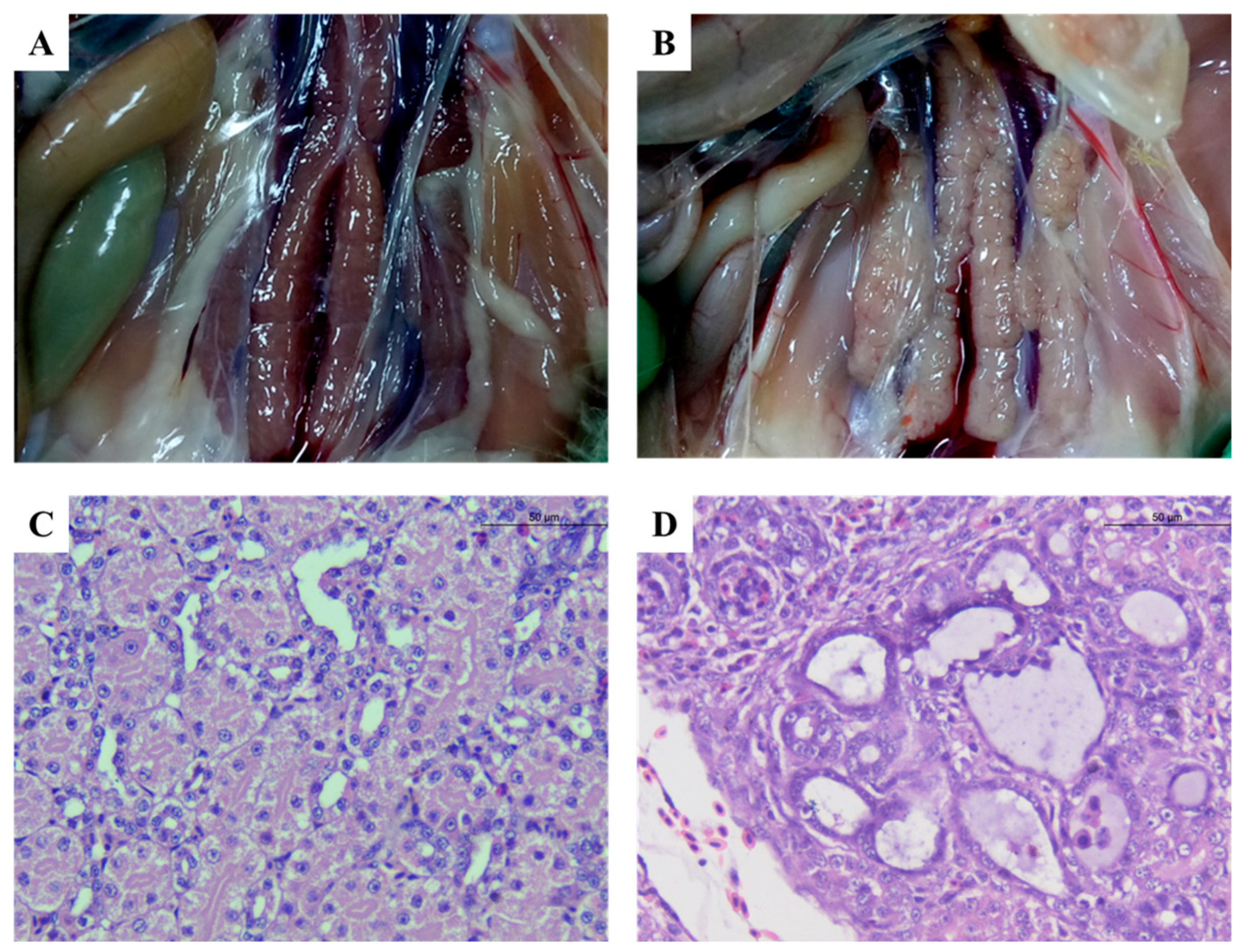 Viruses 17 00084 g002 Viruses 17 00084 g002