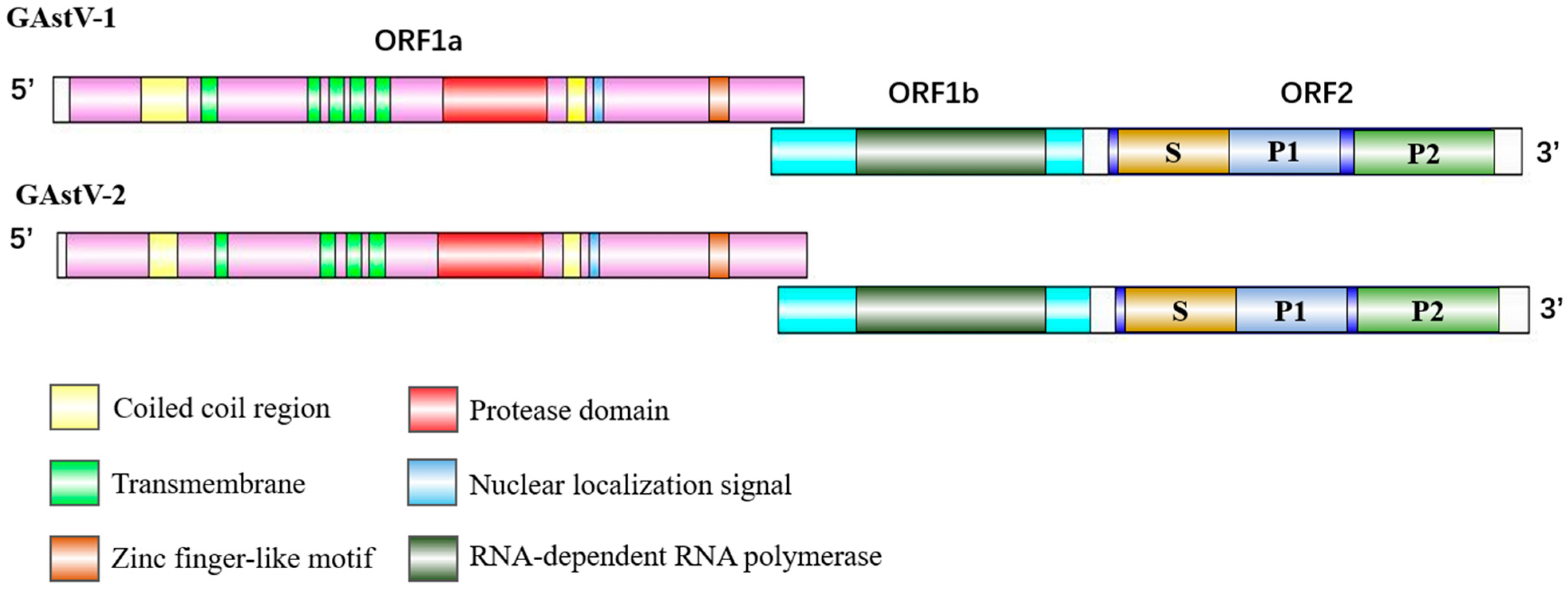 Viruses 17 00084 g004 Viruses 17 00084 g004