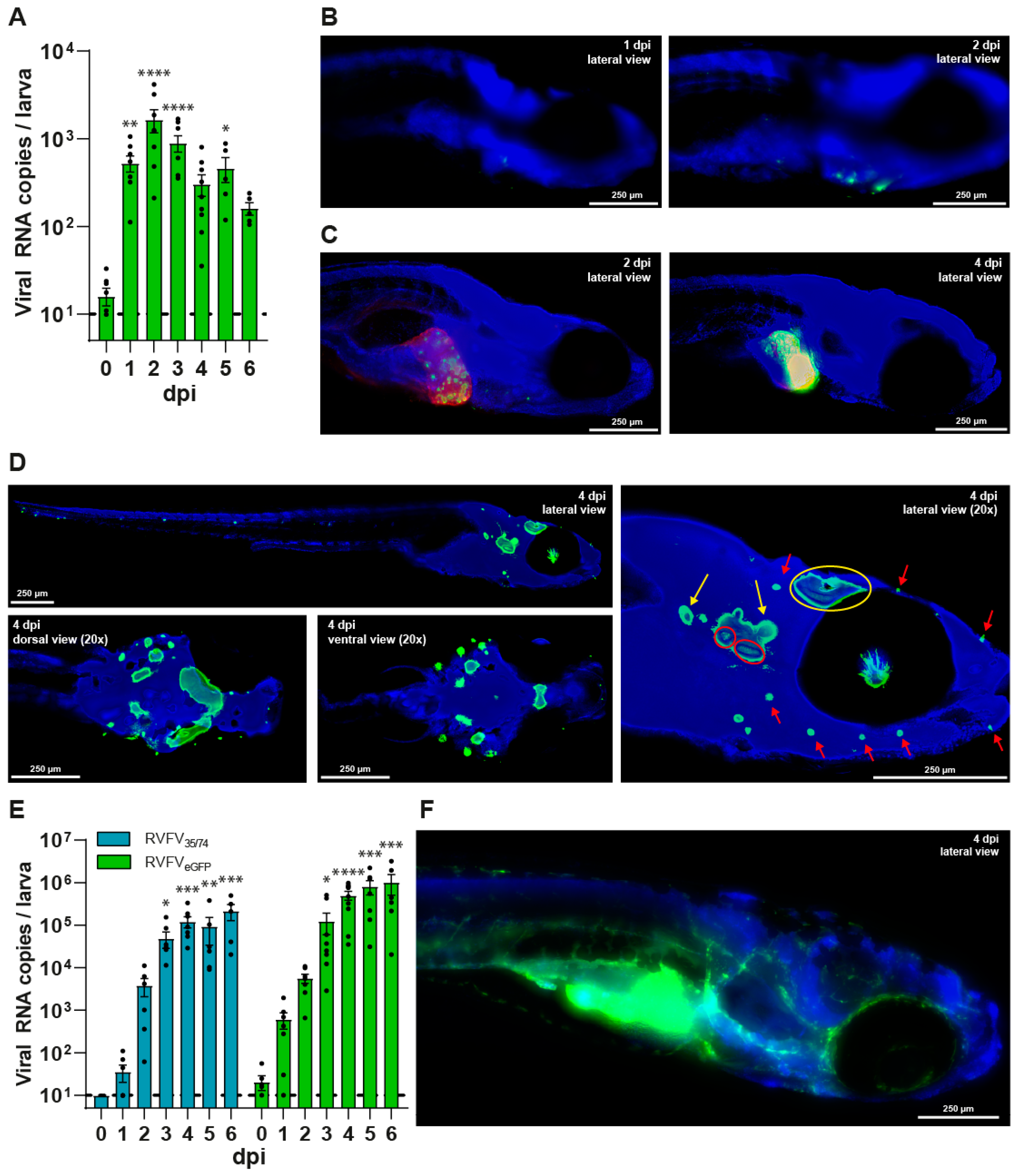 Viruses 17 00087 g002