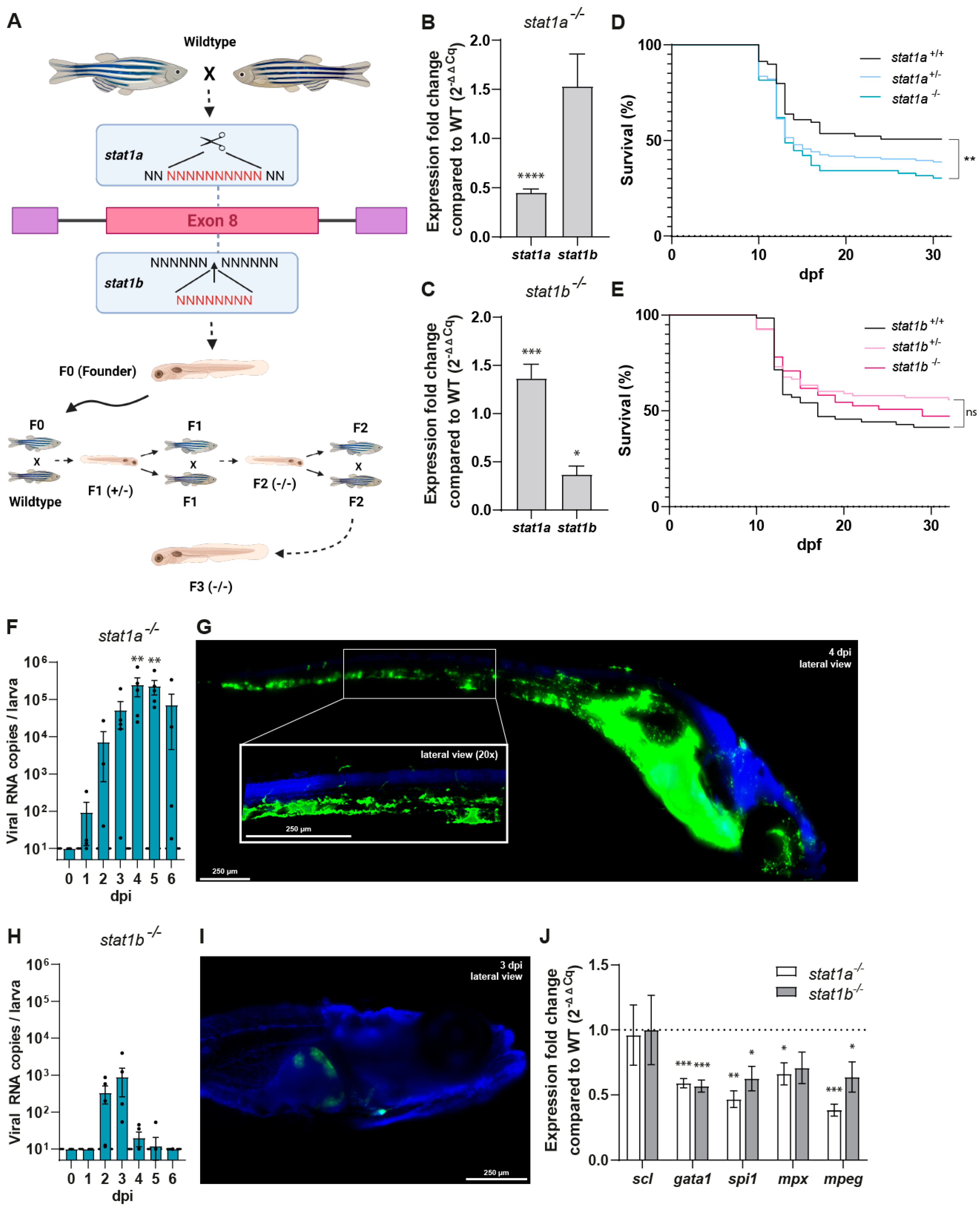 Viruses 17 00087 g003