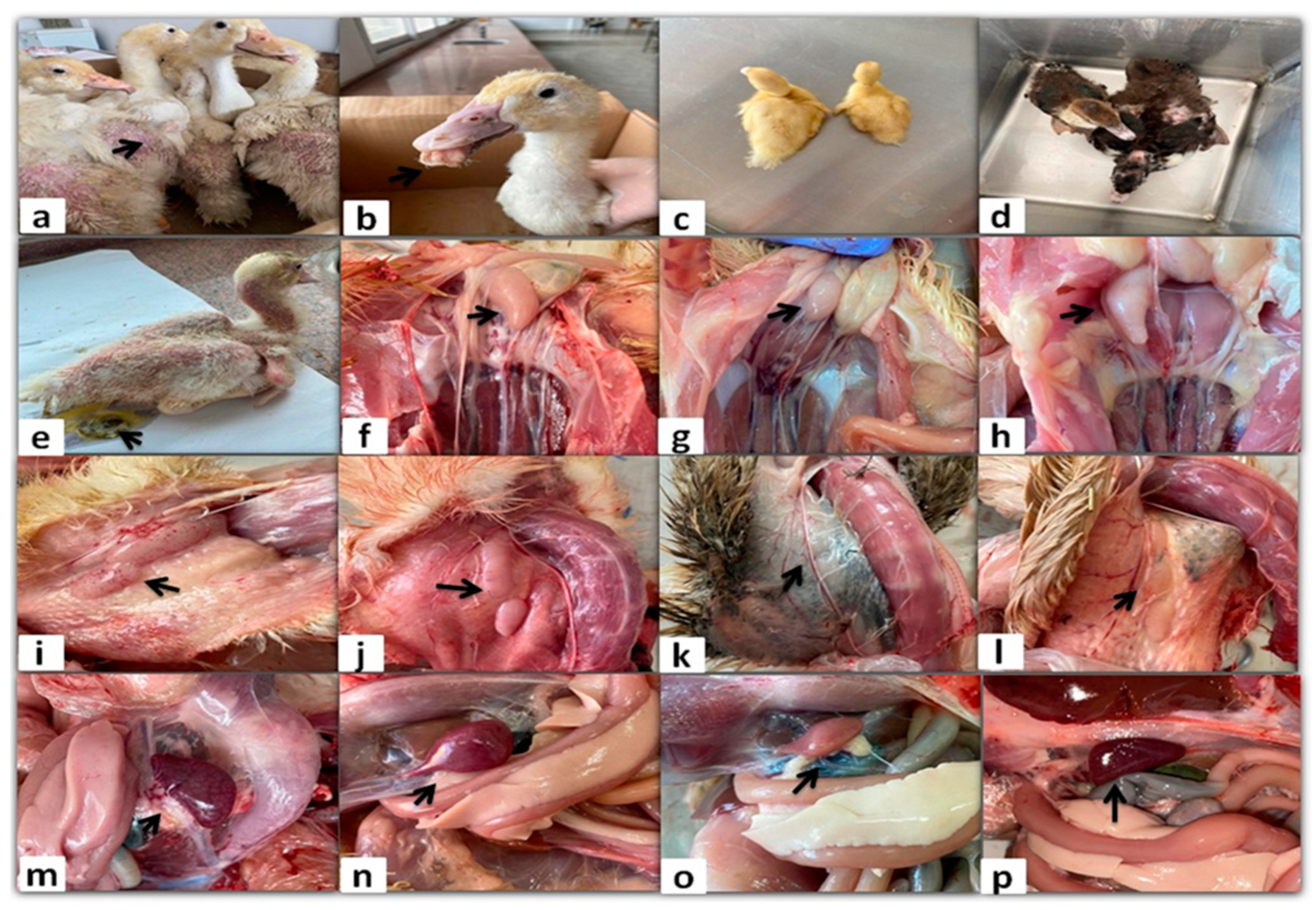 Viruses 17 00096 g001 Viruses 17 00096 g001