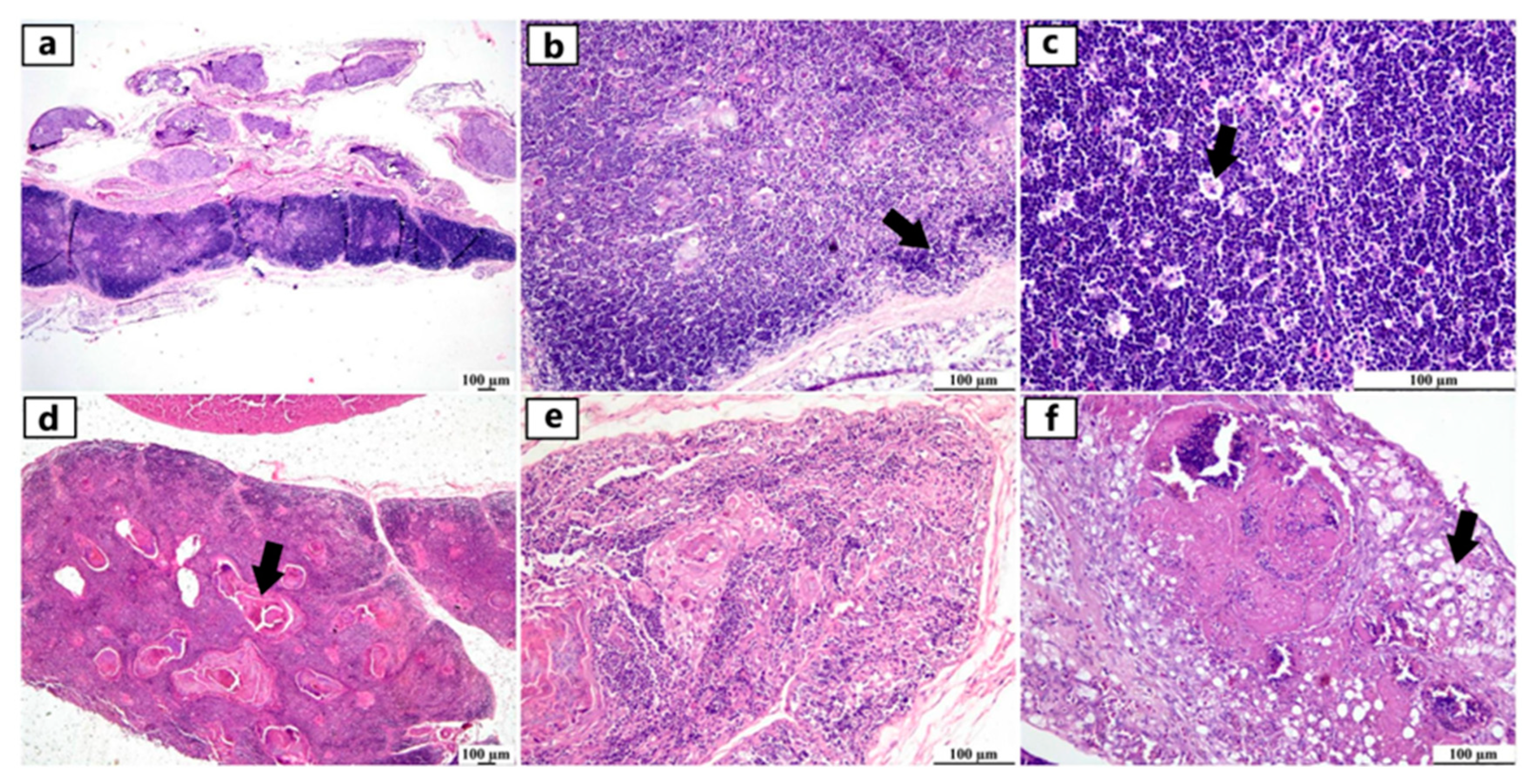 Viruses 17 00096 g002 Viruses 17 00096 g002