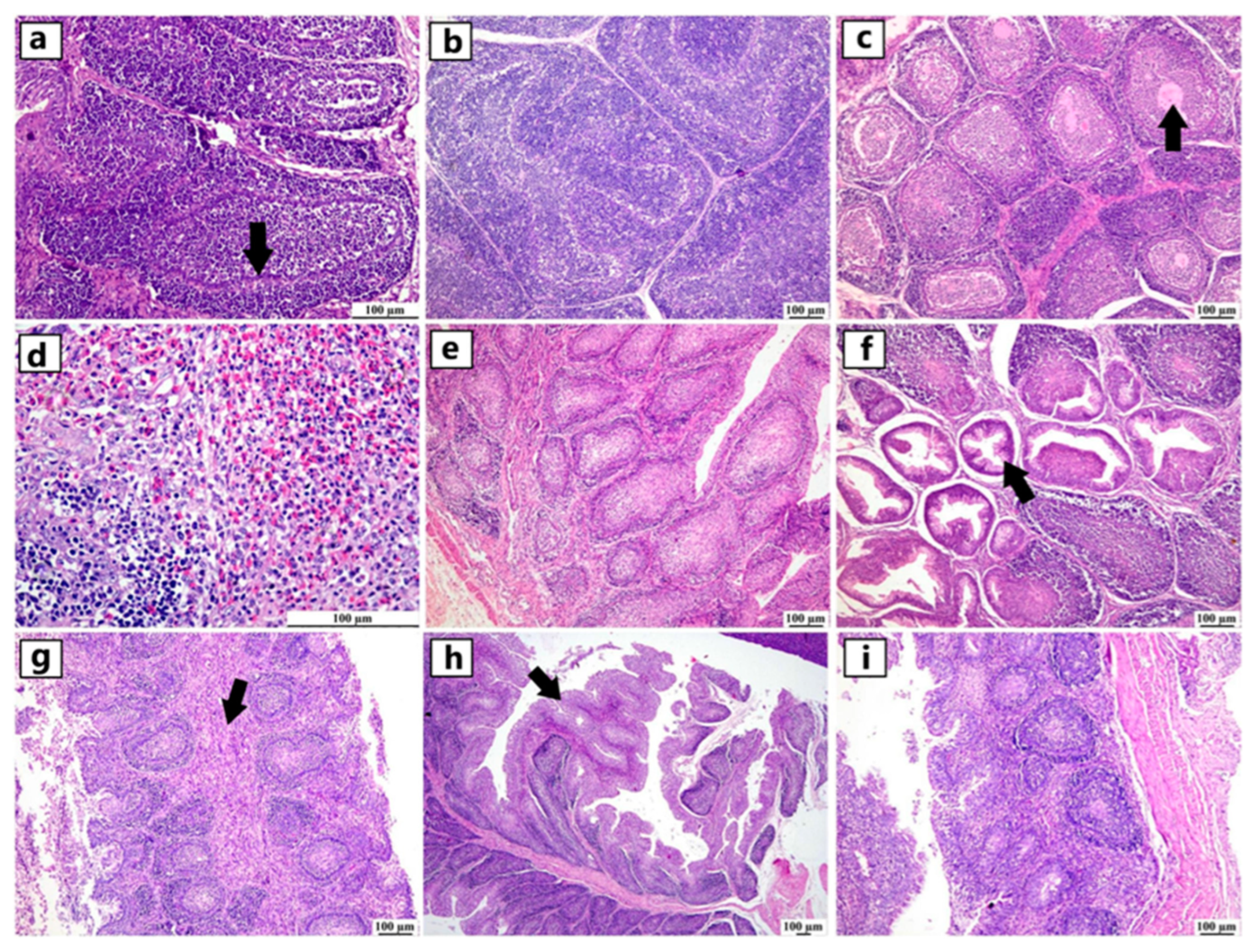 Viruses 17 00096 g004 Viruses 17 00096 g004