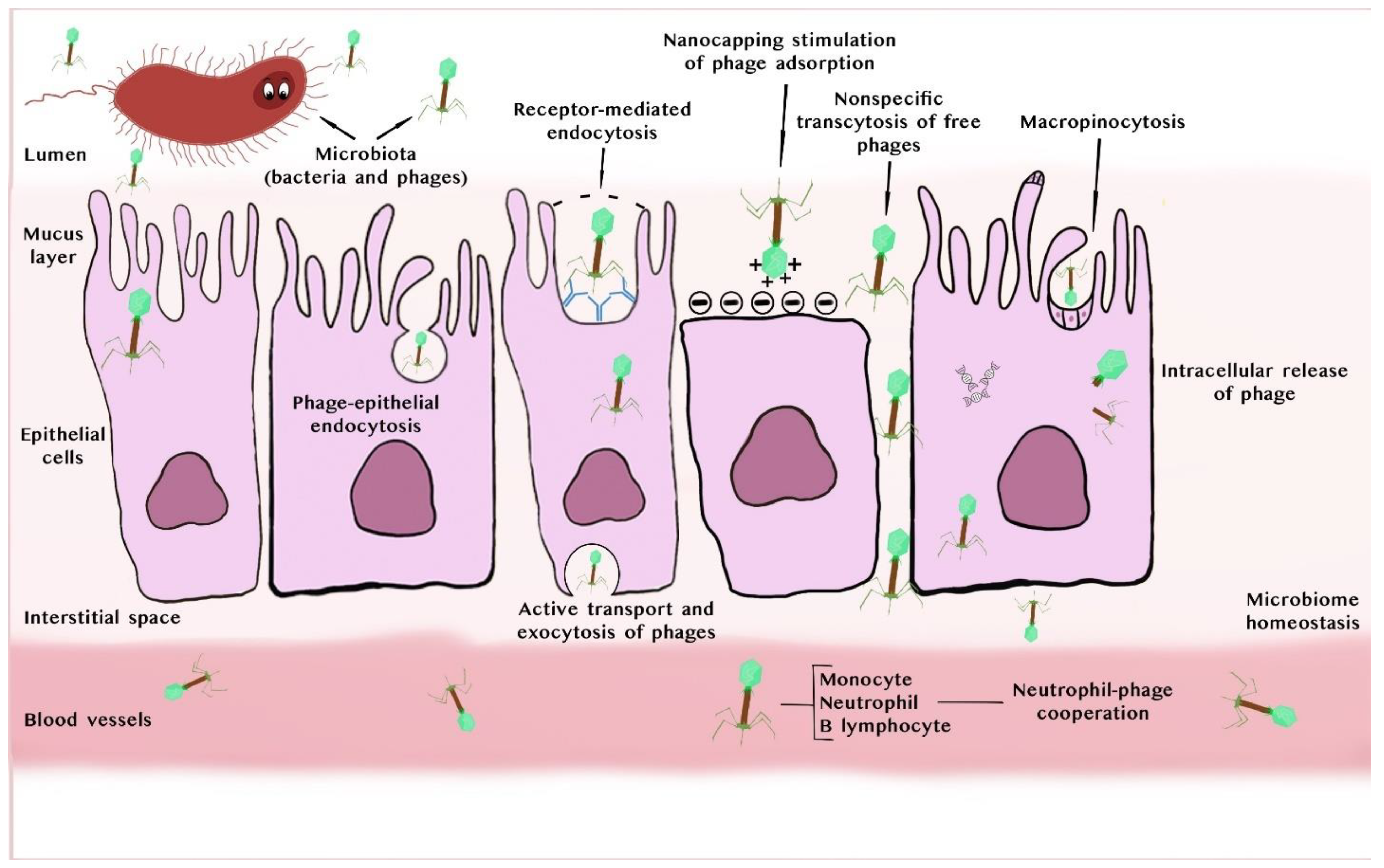 Selected Mechanisms of Action of Bacteriophages in Bacterial 
