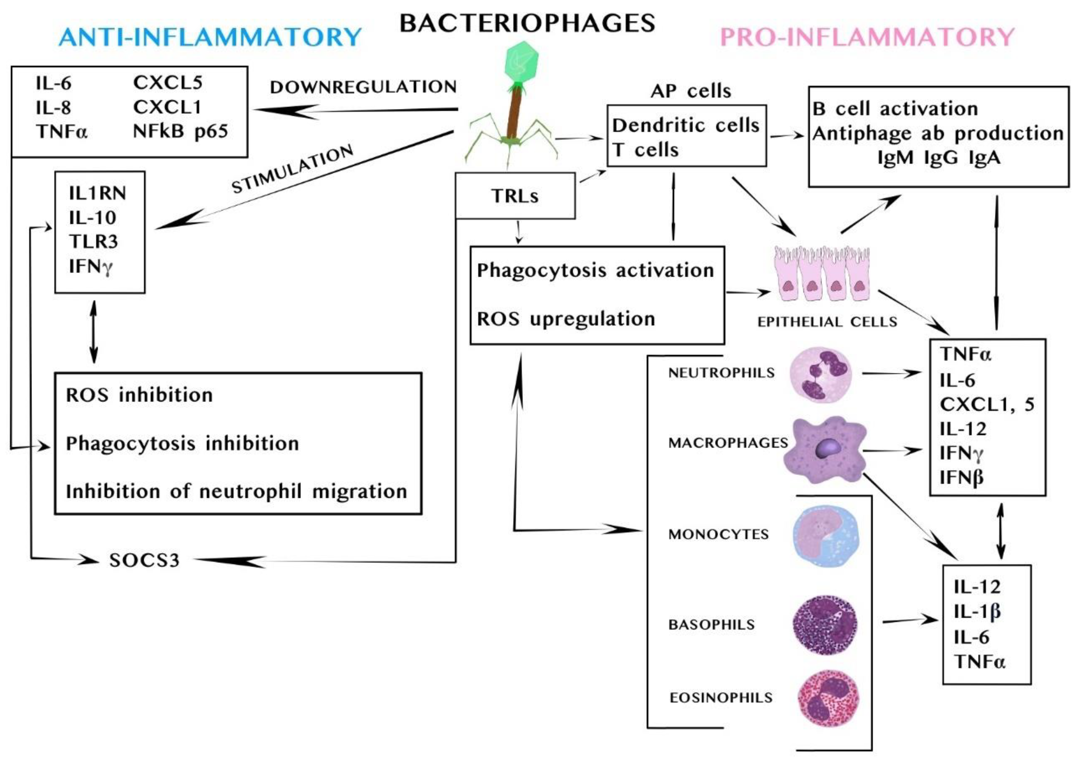 Viruses 17 00101 g002