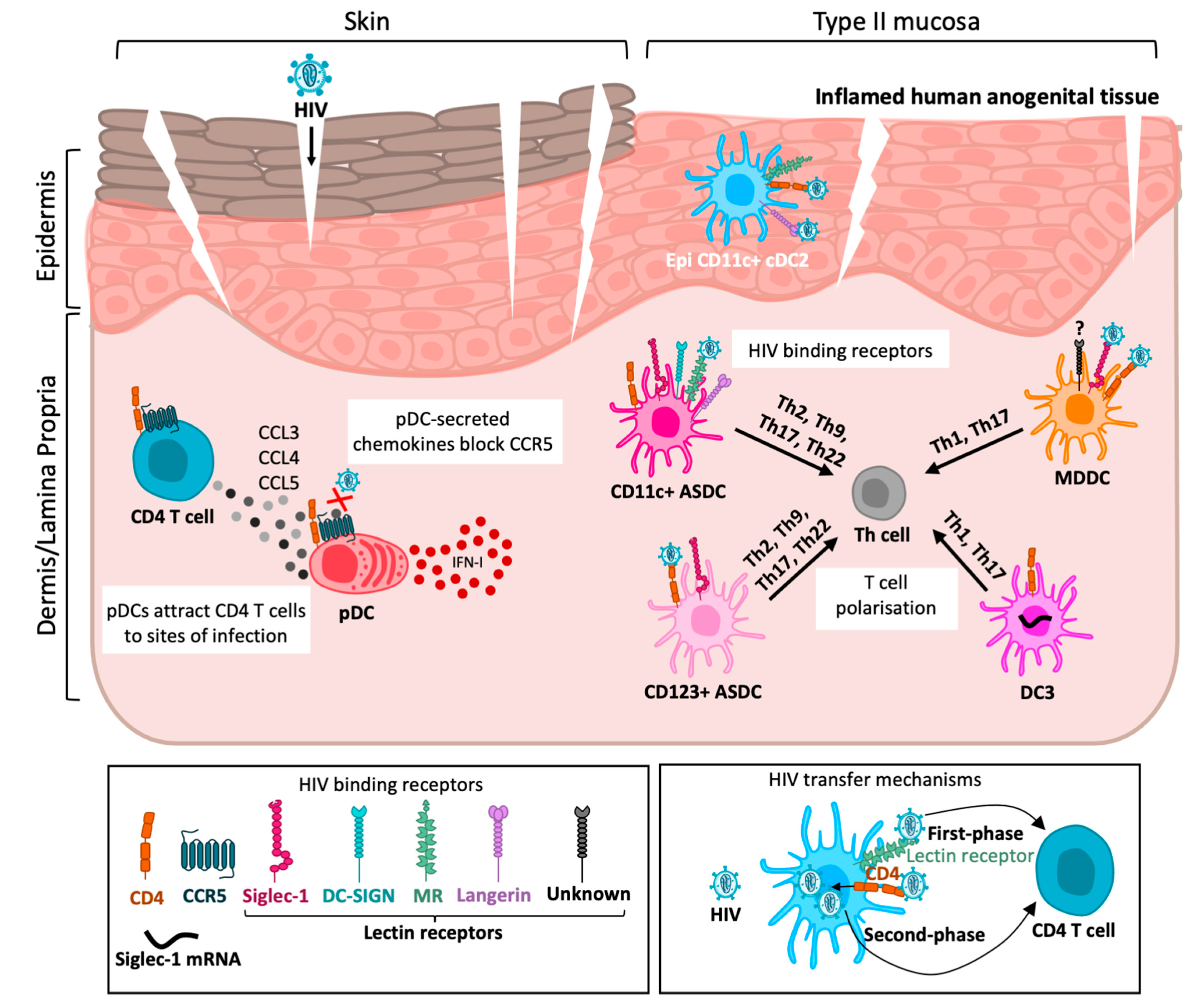 Viruses 17 00105 g001
