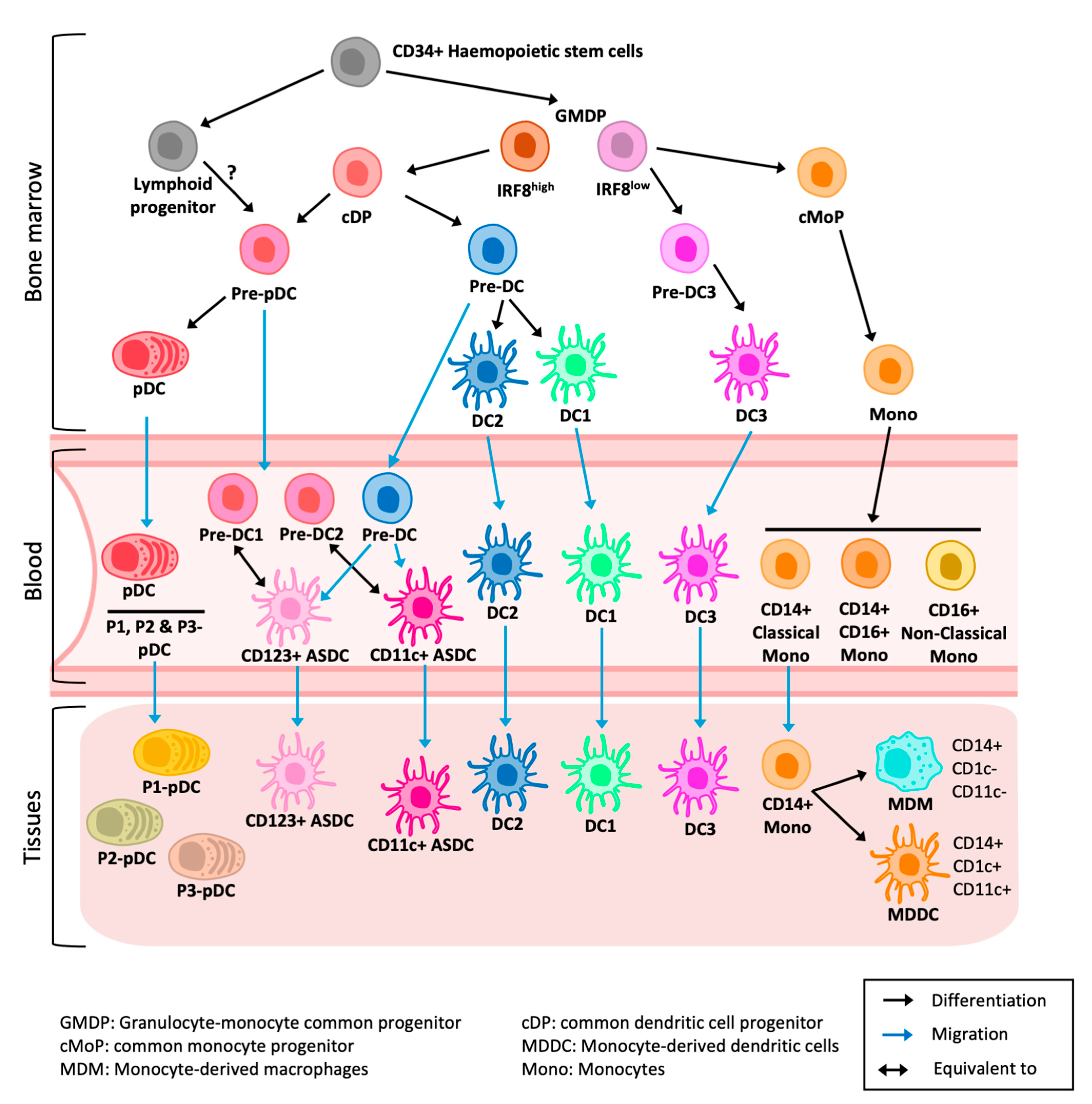 Viruses 17 00105 g002