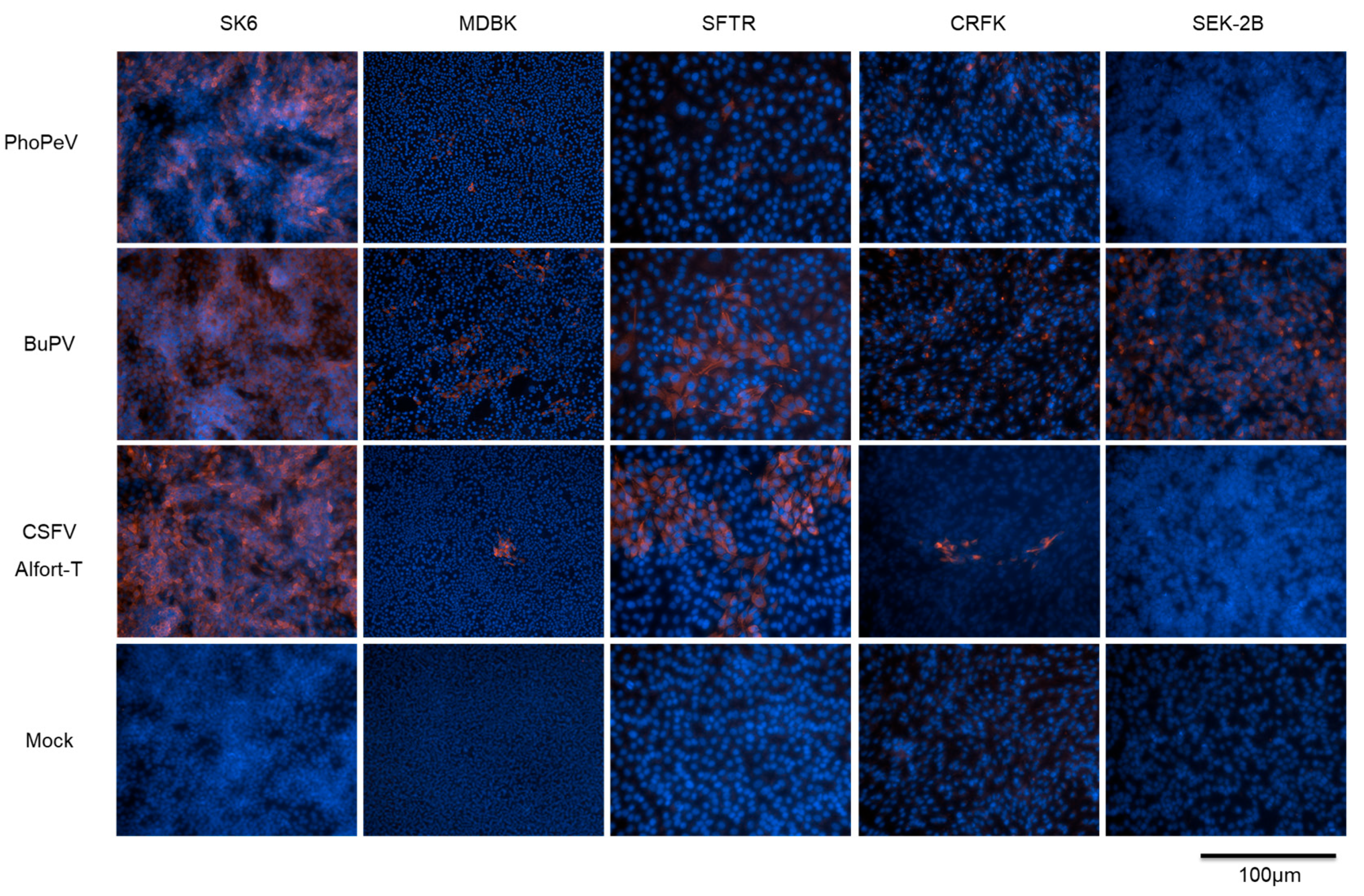 Viruses 17 00107 g001